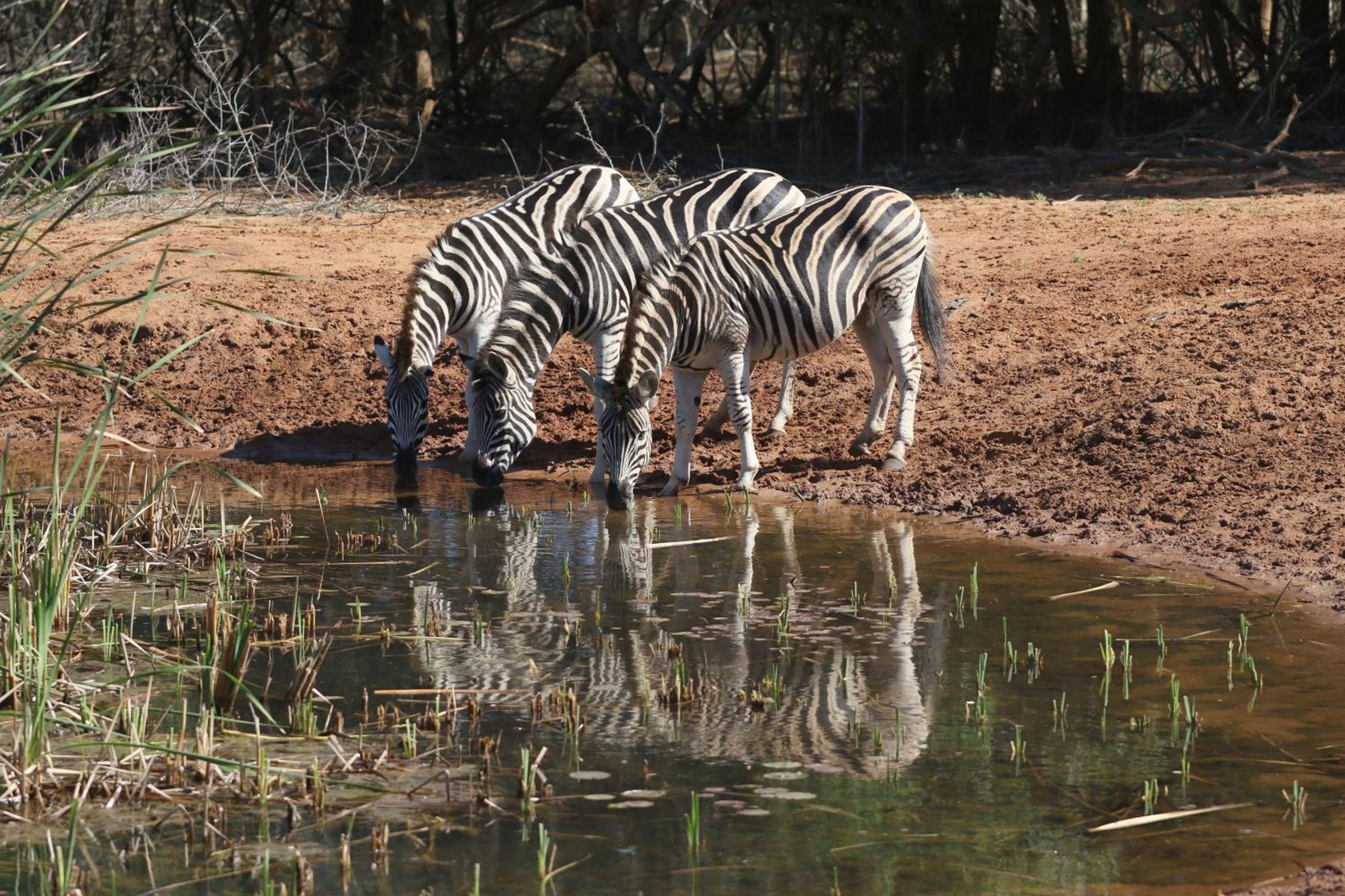 Hluhluwe Vacations - Bushbaby Lodge  Camping - Property Image 1