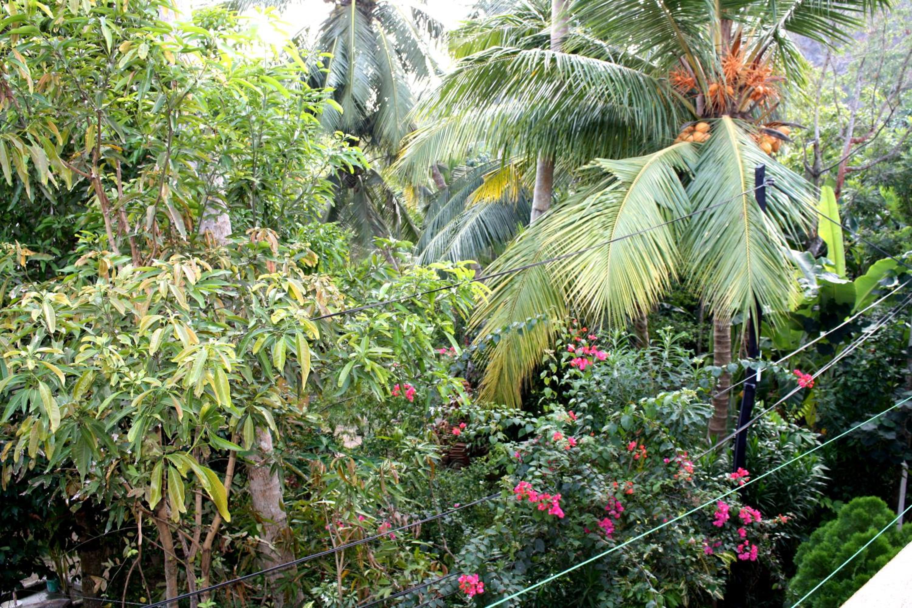 garden