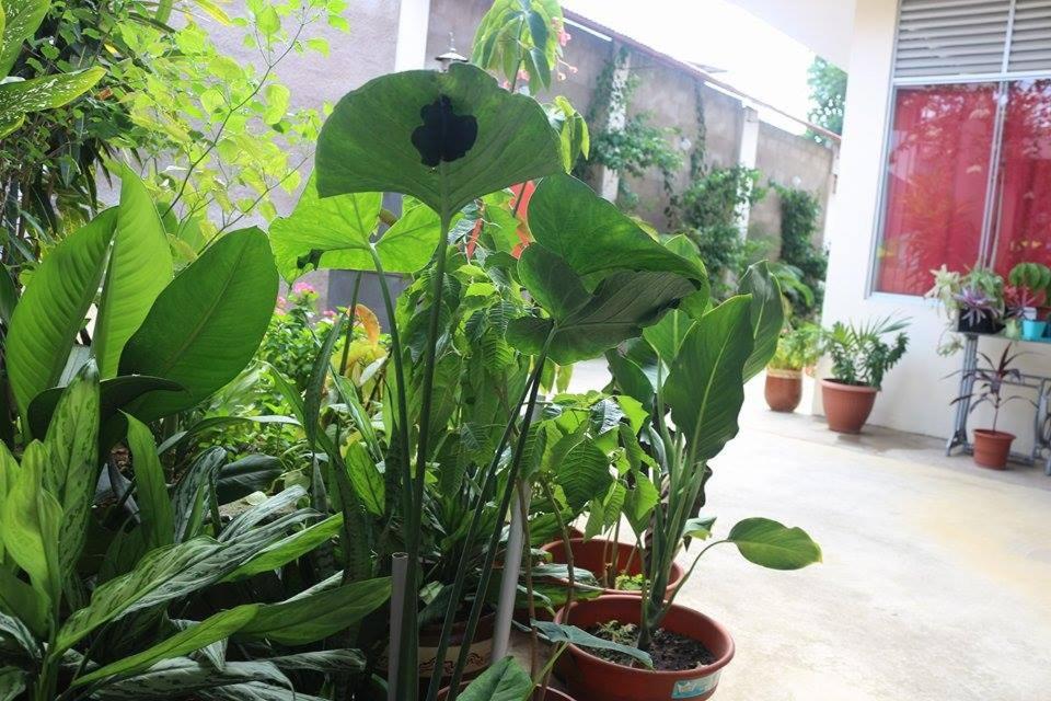 Photo 41