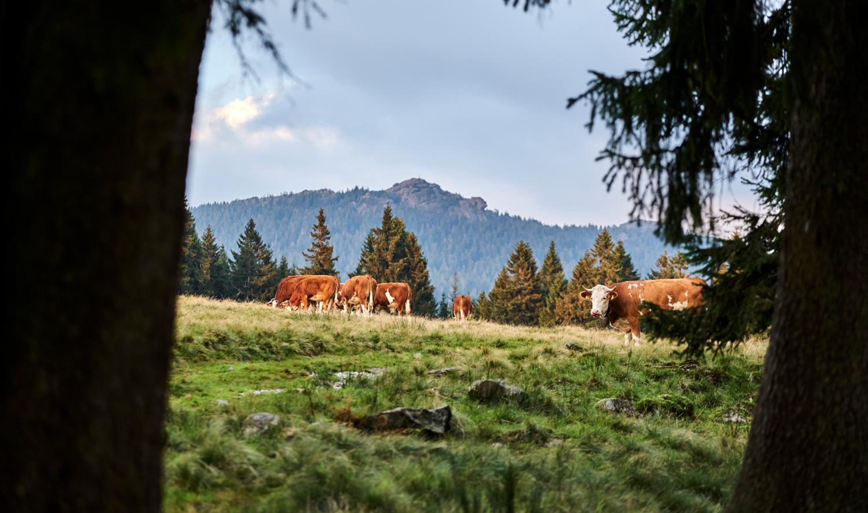 Rehwinkel