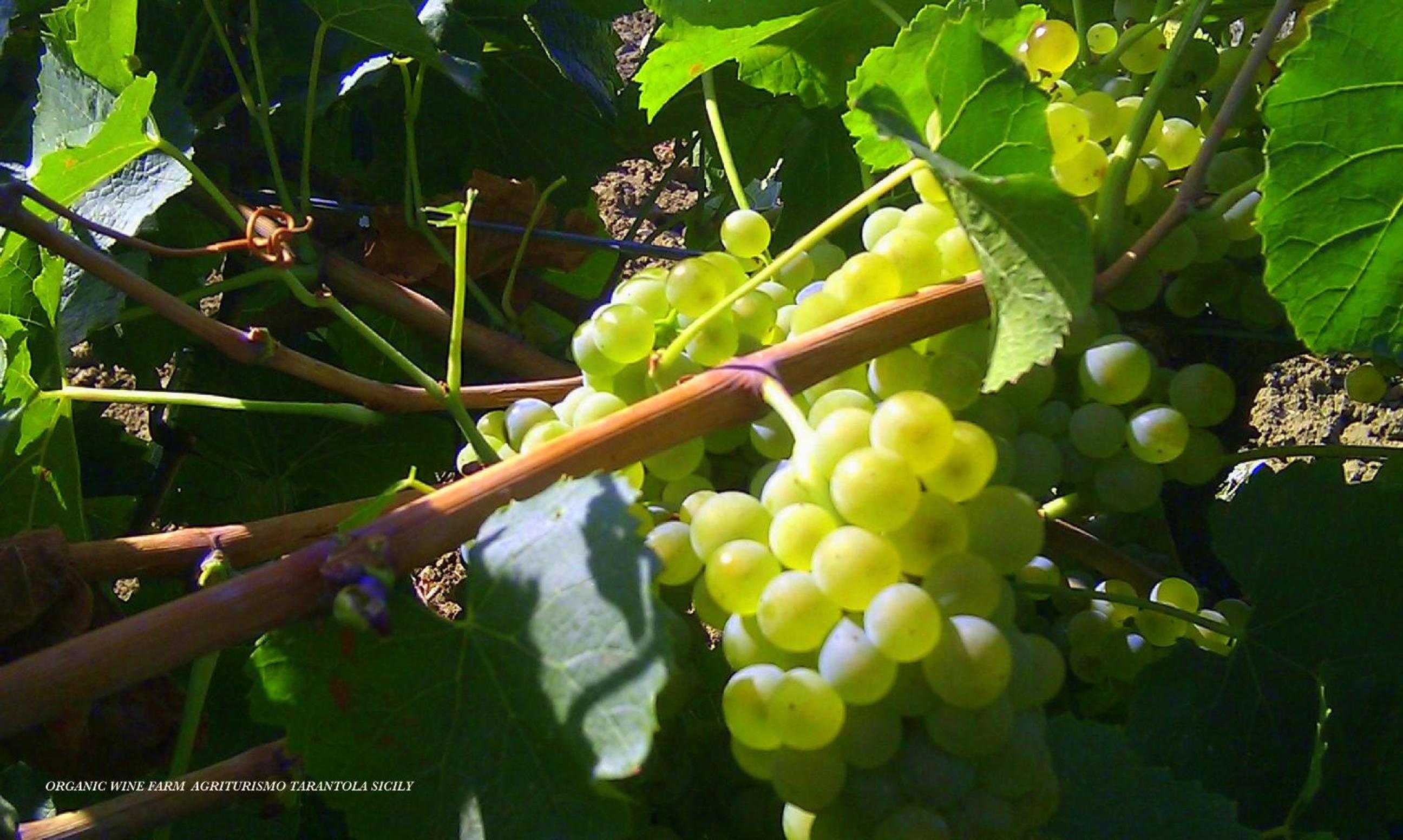 Agriturismo Tarantola