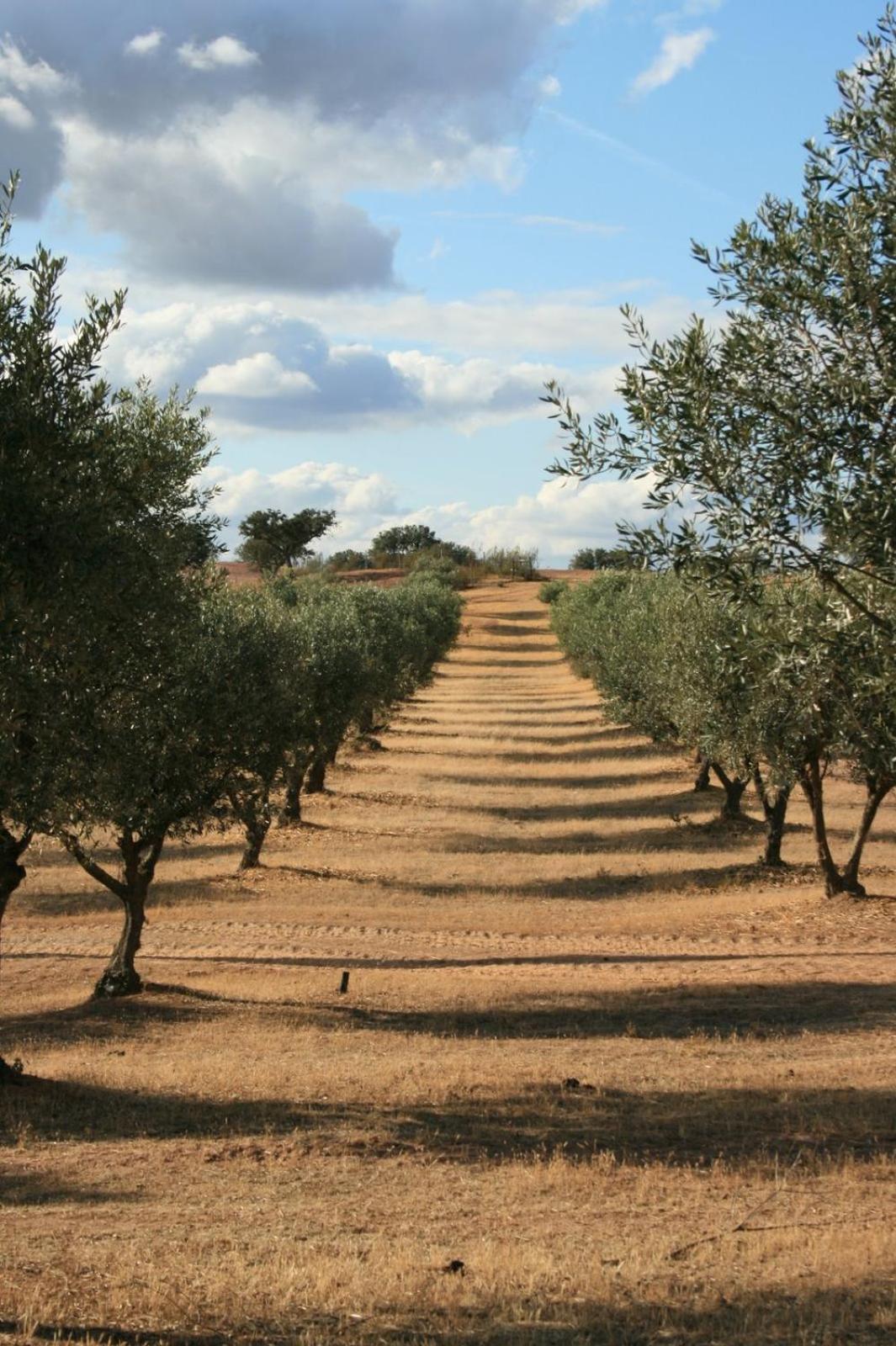 Herdade do Monte Outeiro - Turismo Rural view 5