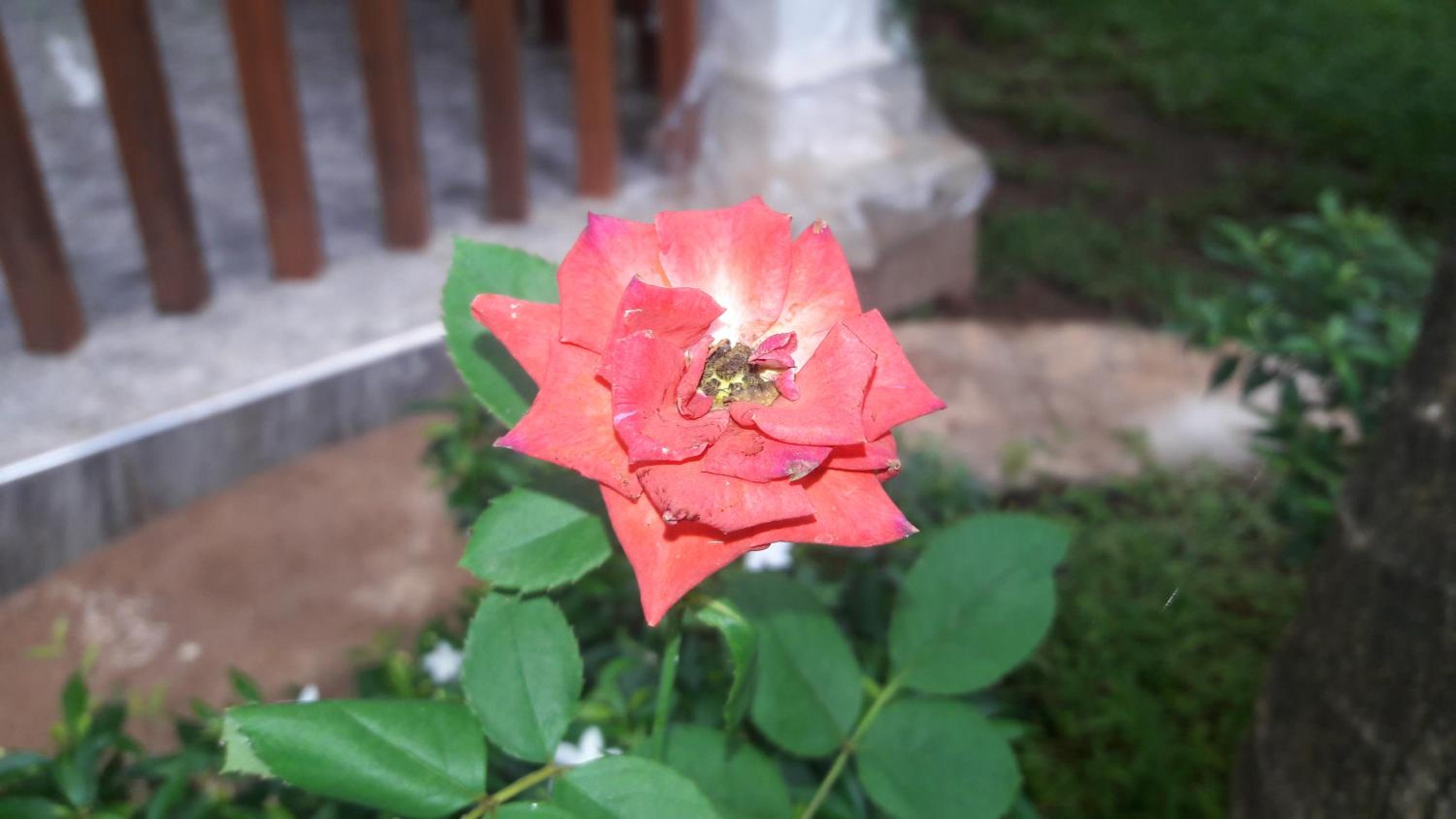 Photo 38