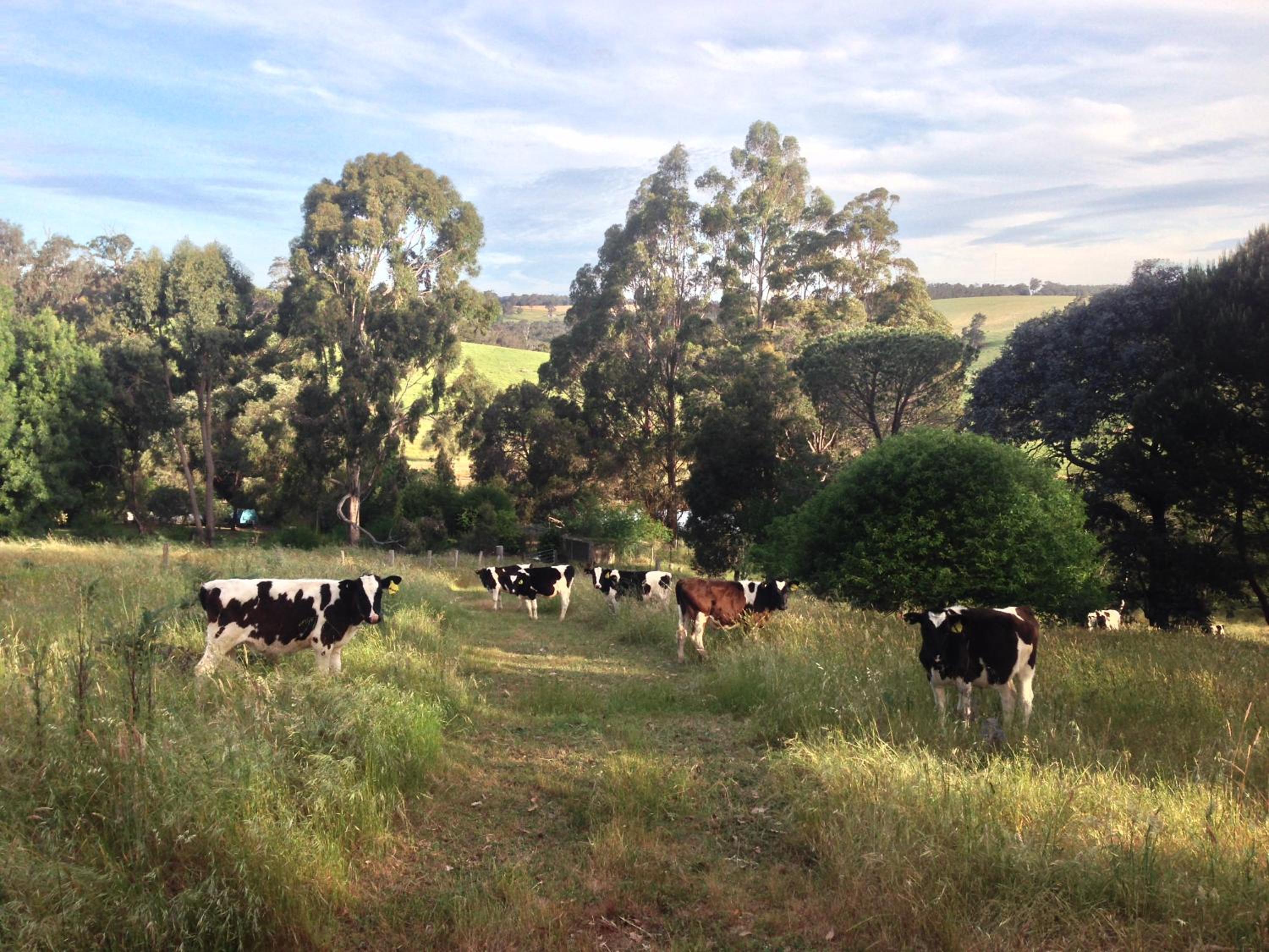 Chestnut Brae Farmstay - Chestnut Retreat