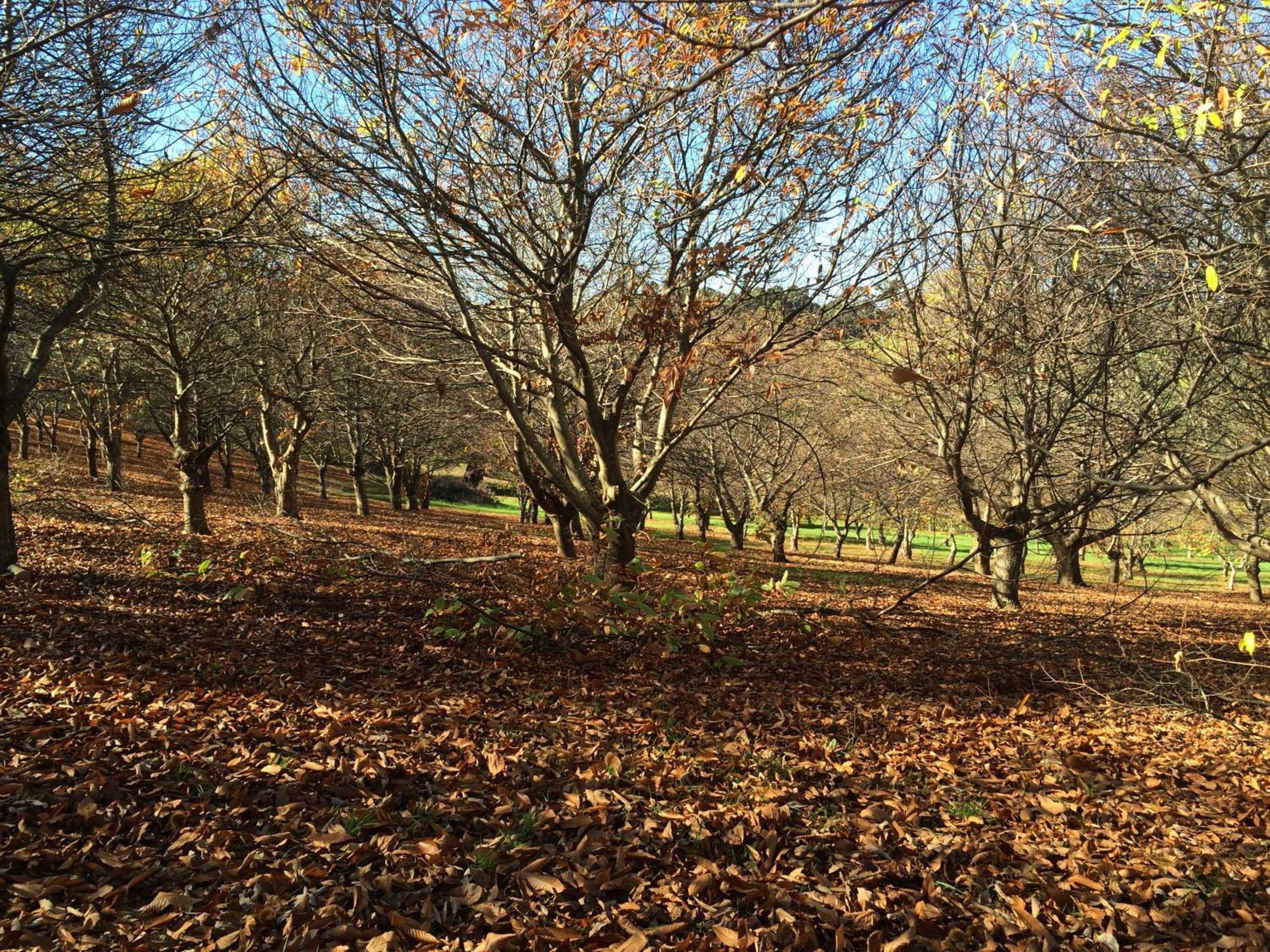 Chestnut Brae Farmstay - Chestnut Retreat