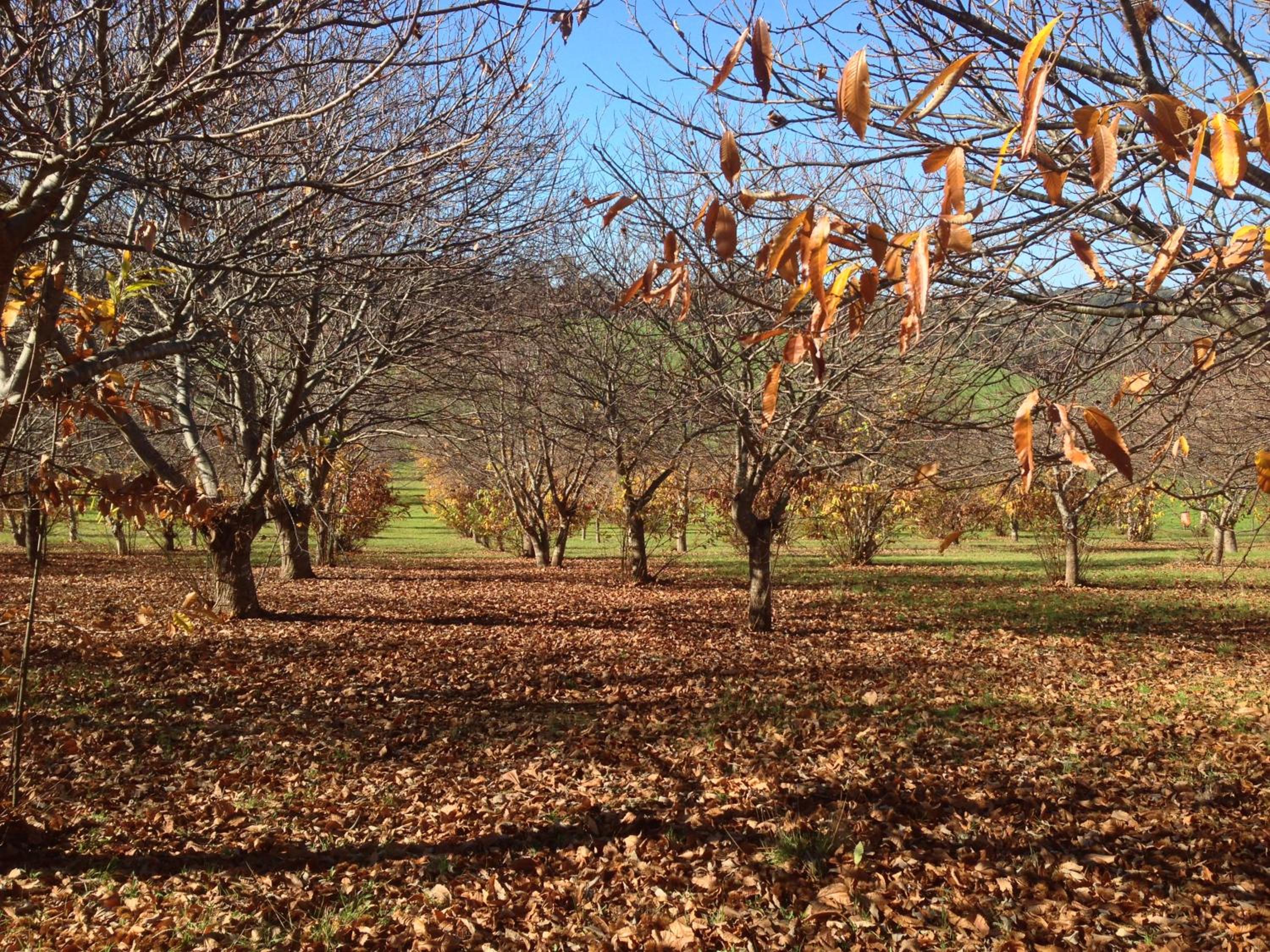 Chestnut Brae Farmstay - Chestnut Retreat