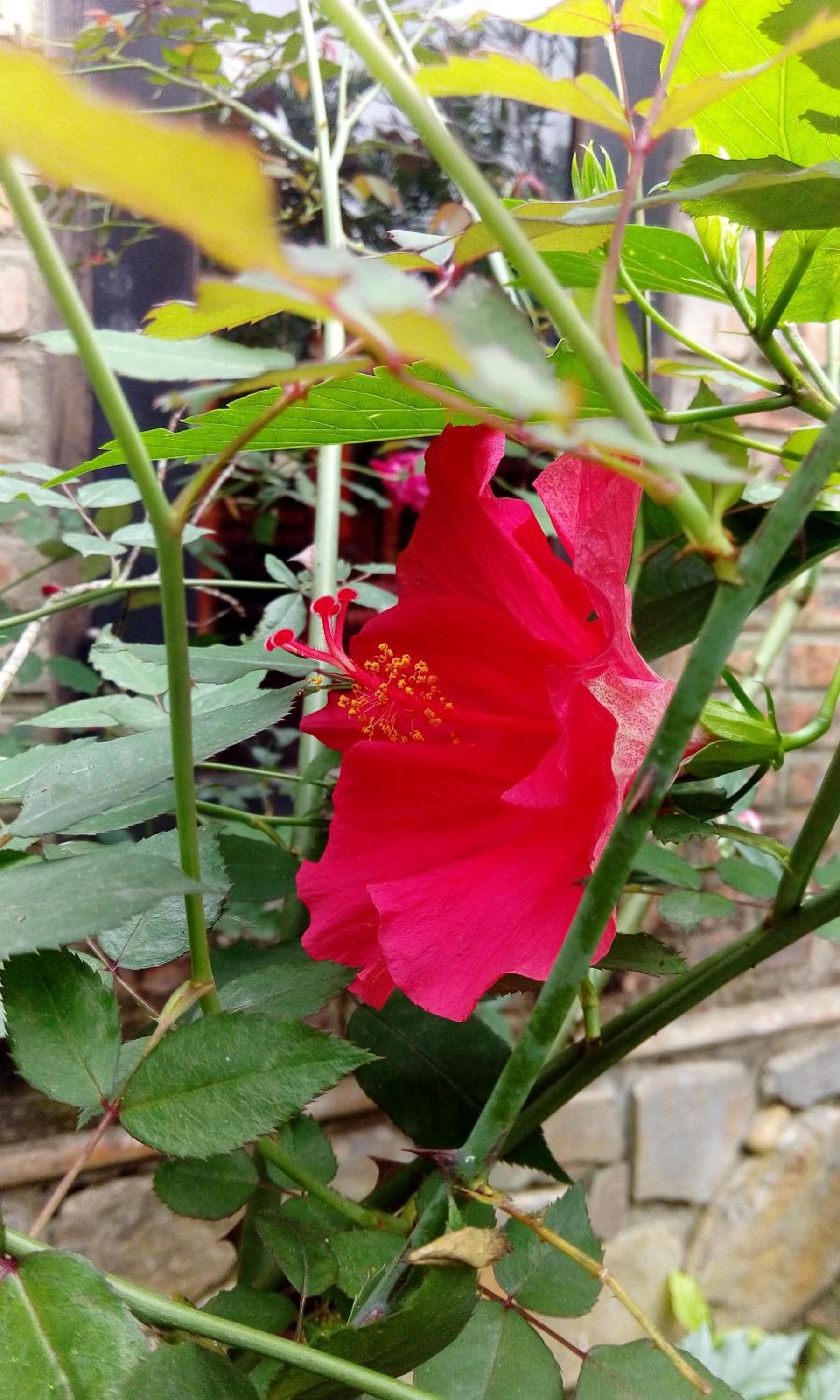 Tam Tinh Vien Homestay view 4