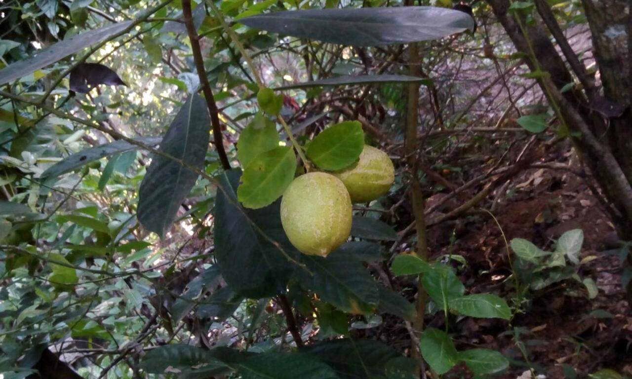 Photo 44