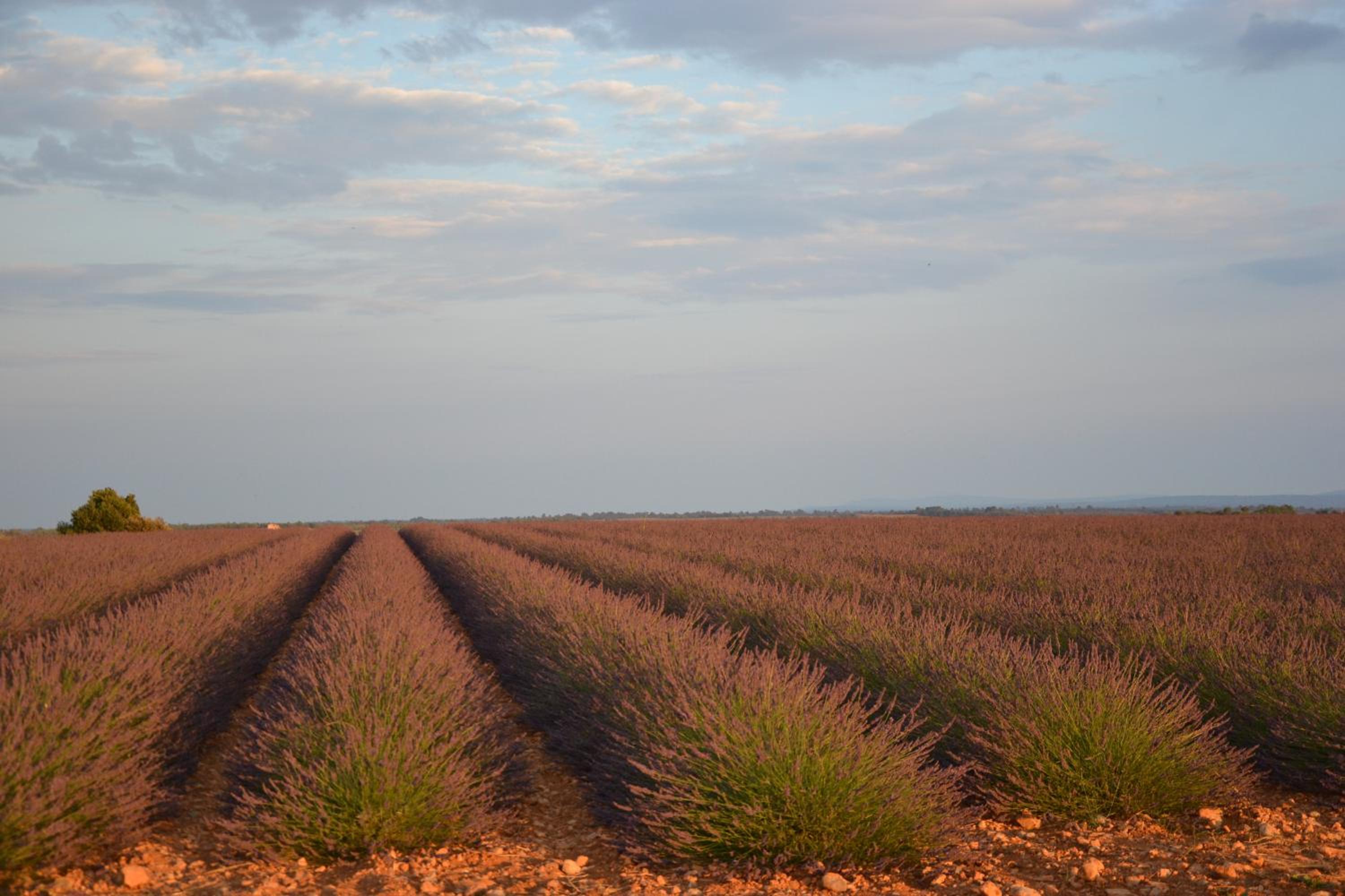 Les Terrasses de Valensole