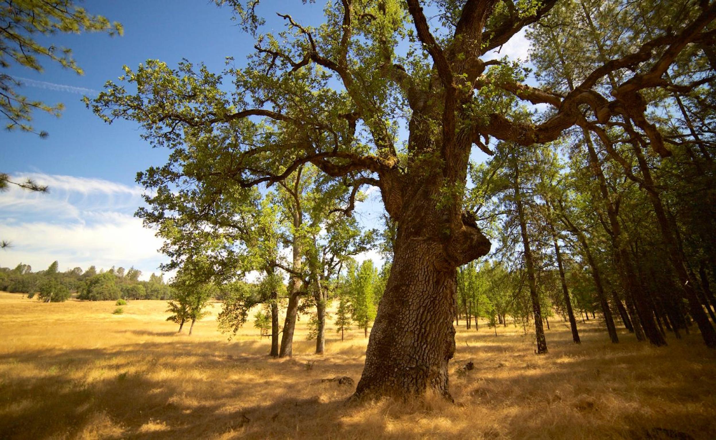 Red Tail Ranch view 4