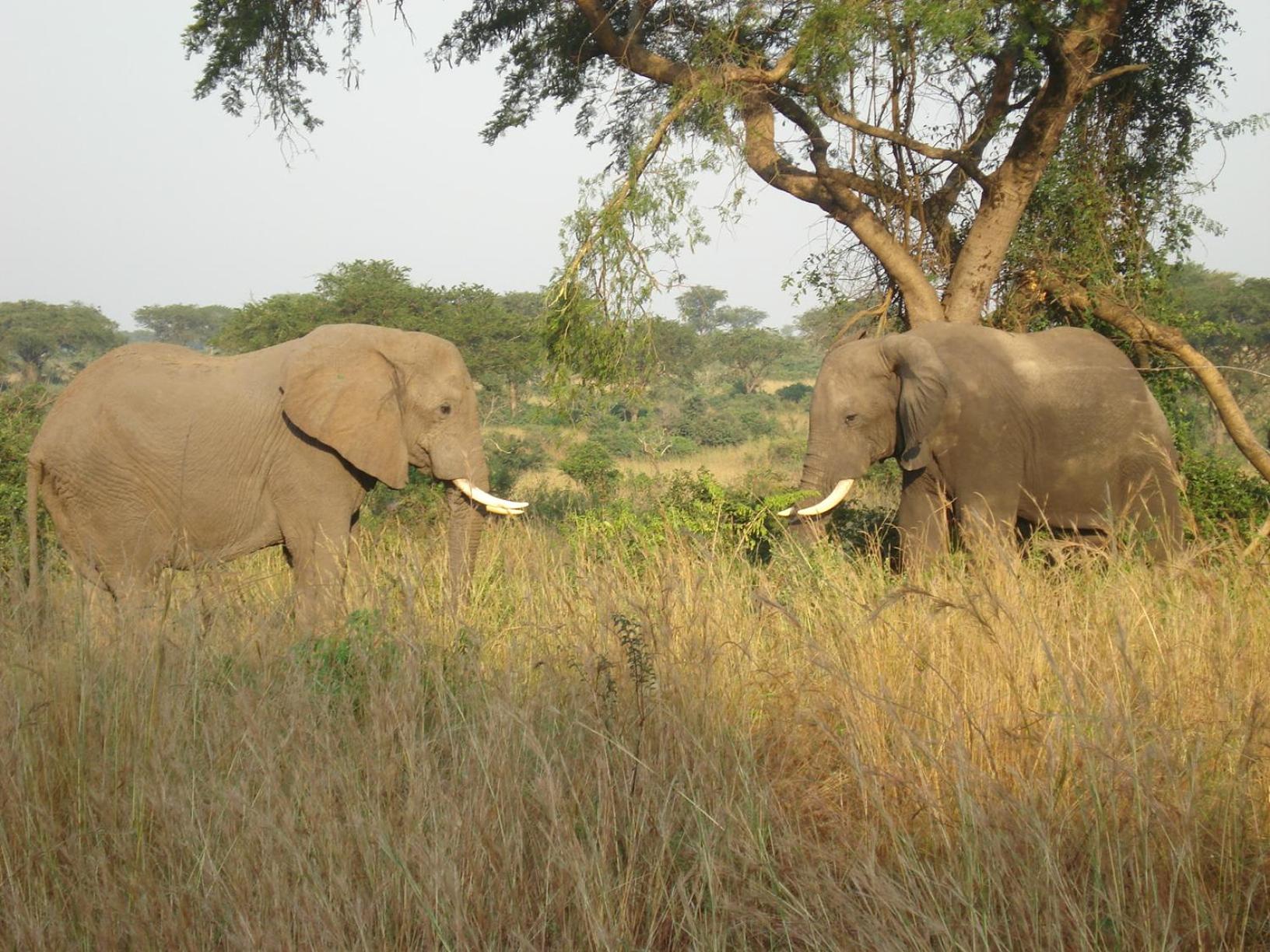 Sambiya River Lodge 29