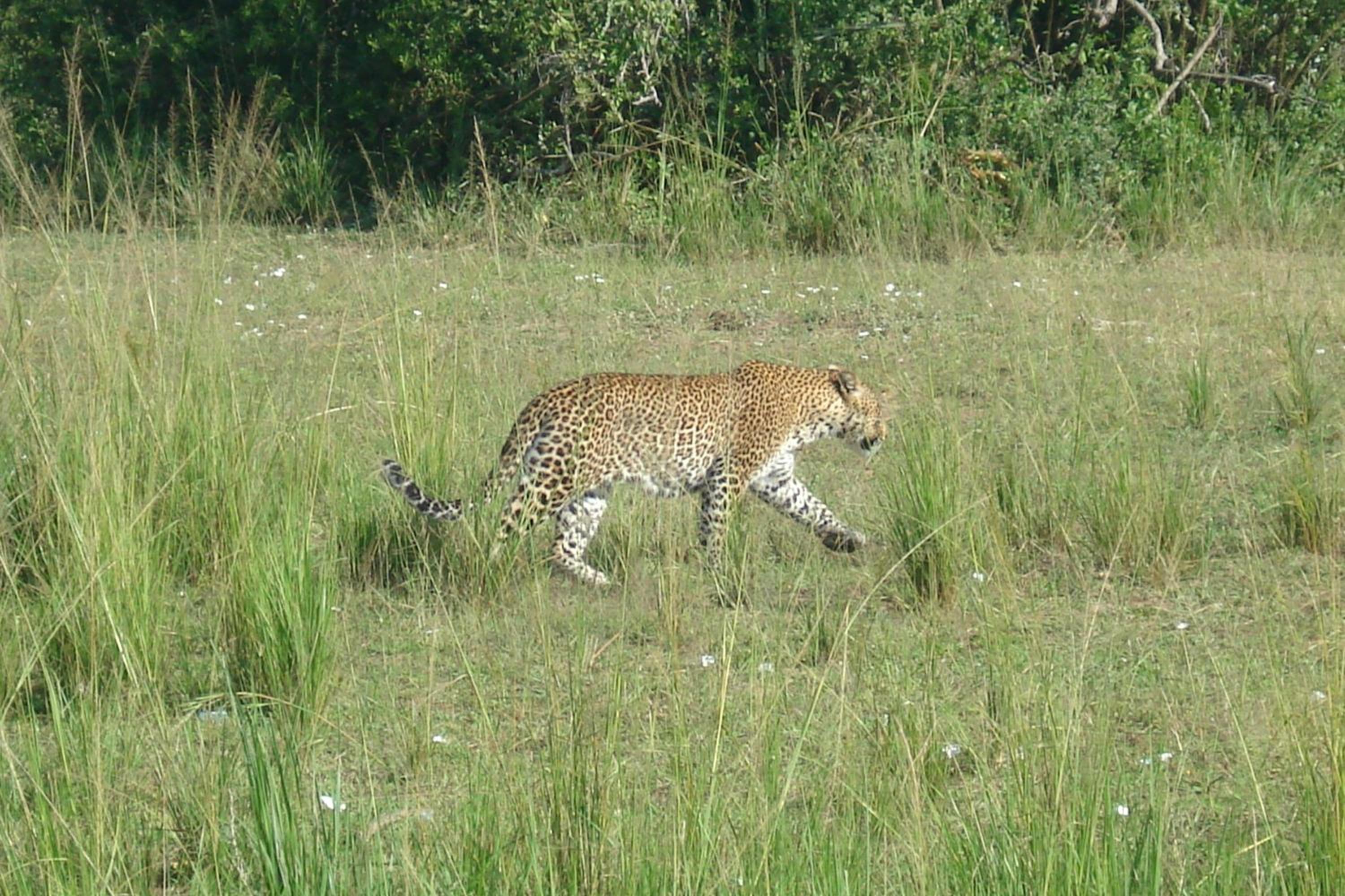 Sambiya River Lodge 36