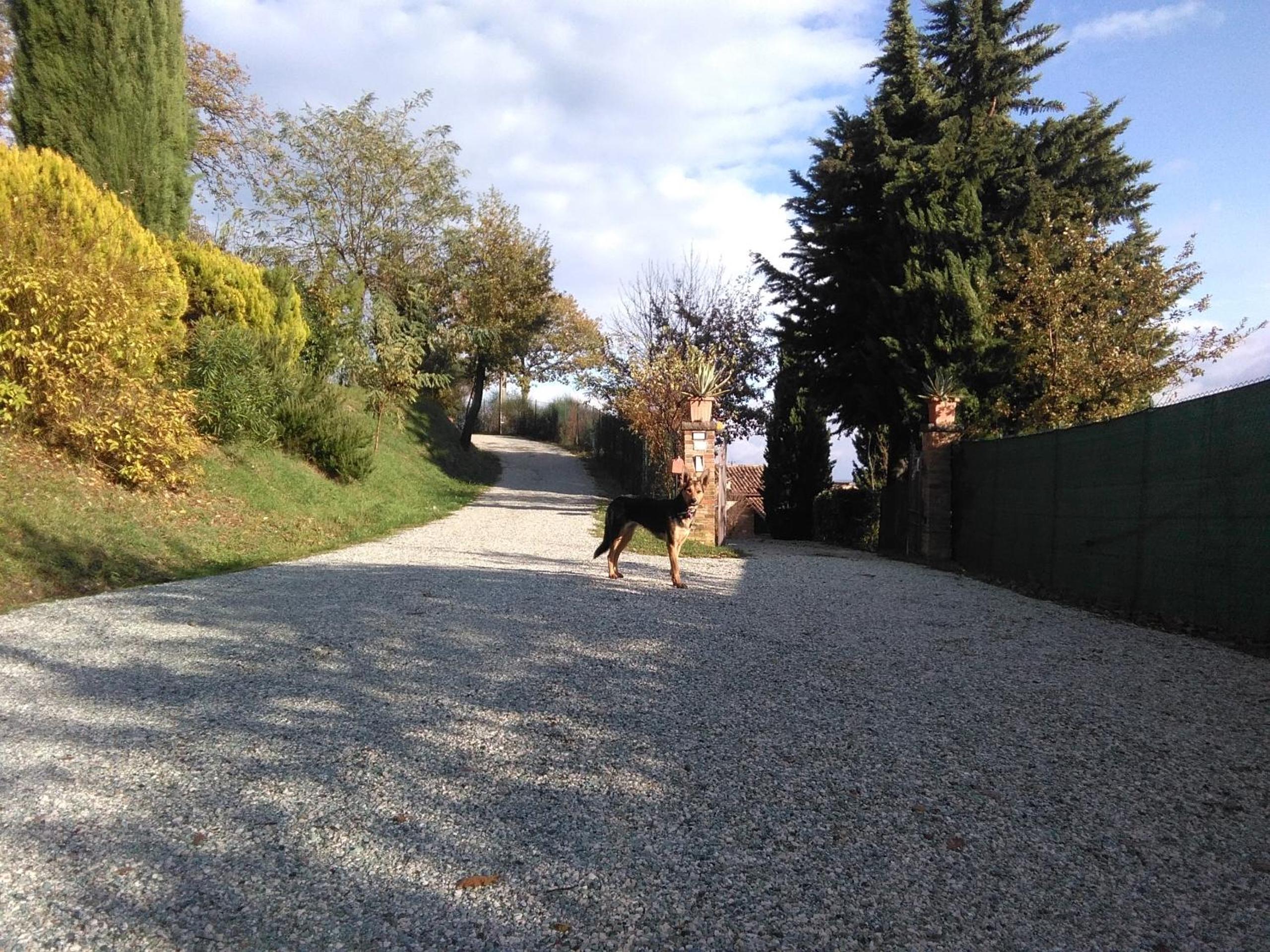 Calmancino delle Selve
