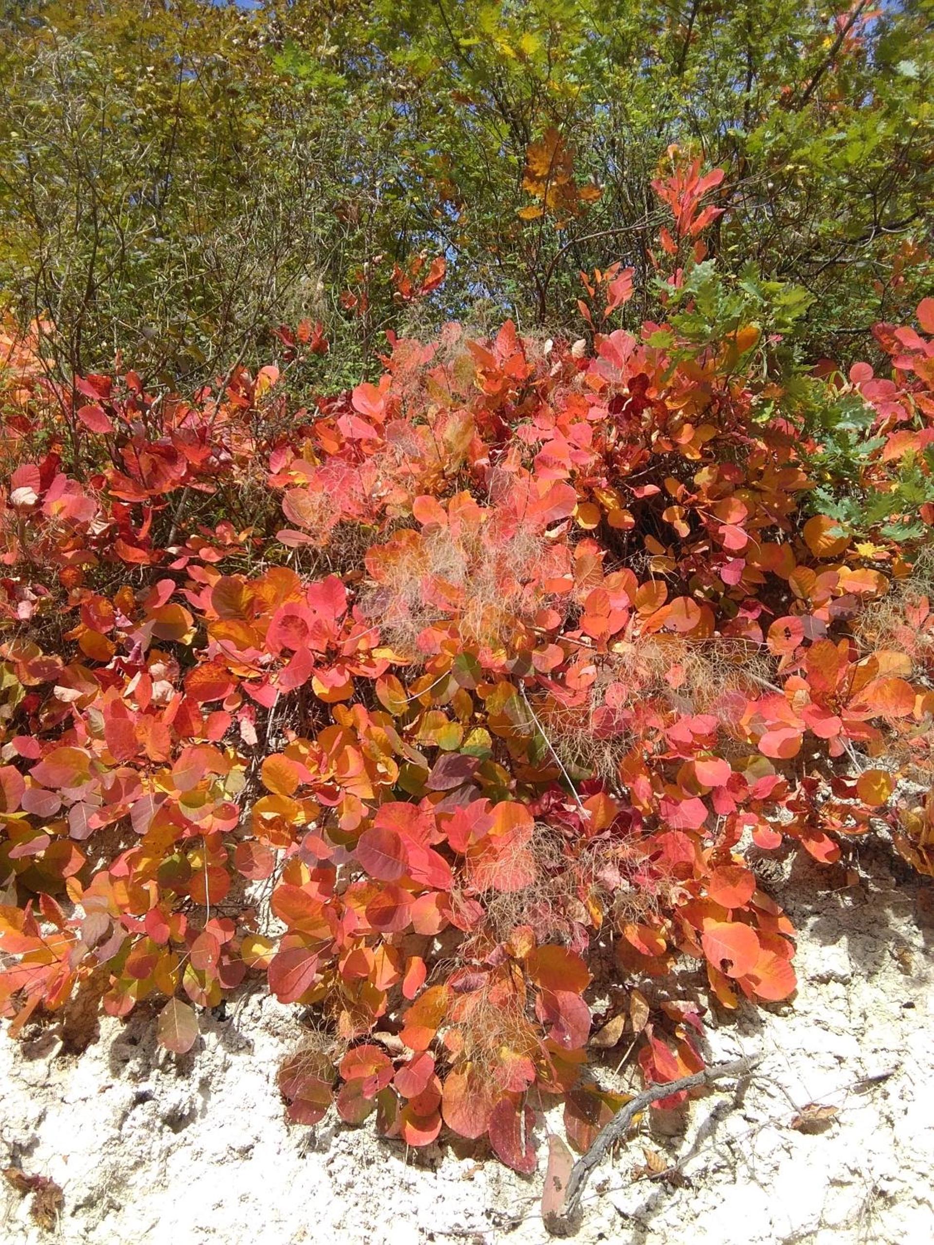 Calmancino delle Selve