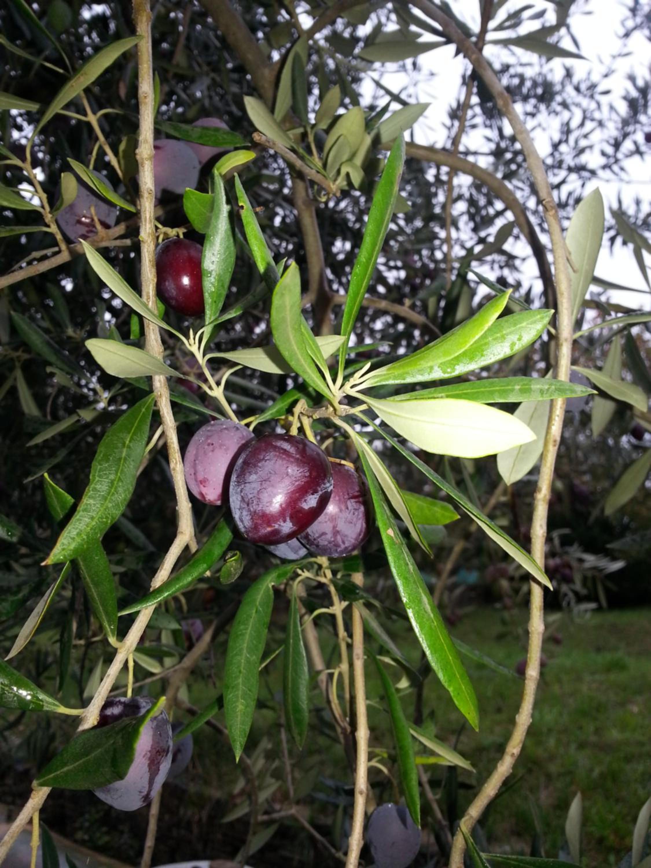 Photo 20