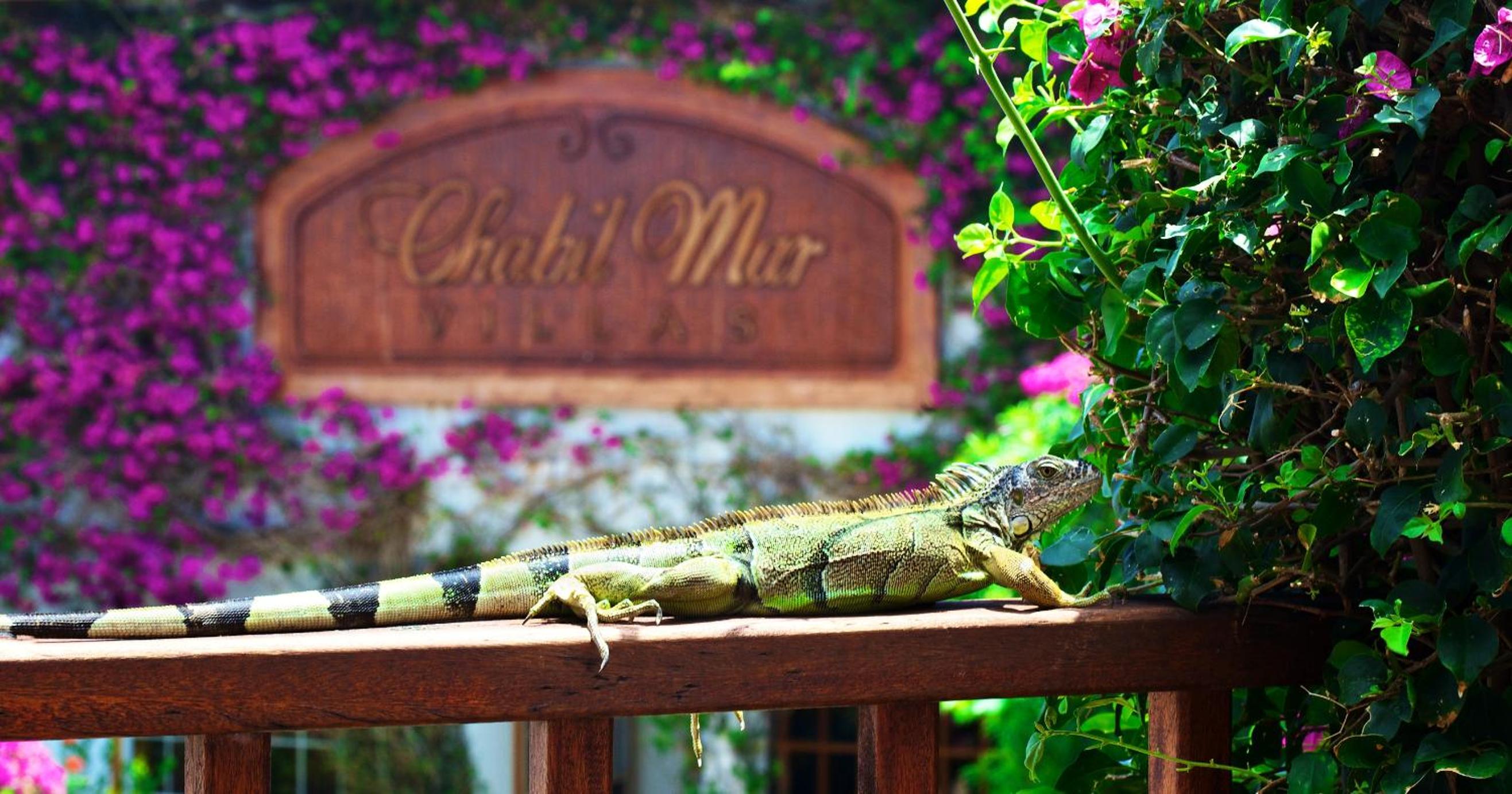 Chabil Mar Villas - Guest Exclusive Boutique Resort