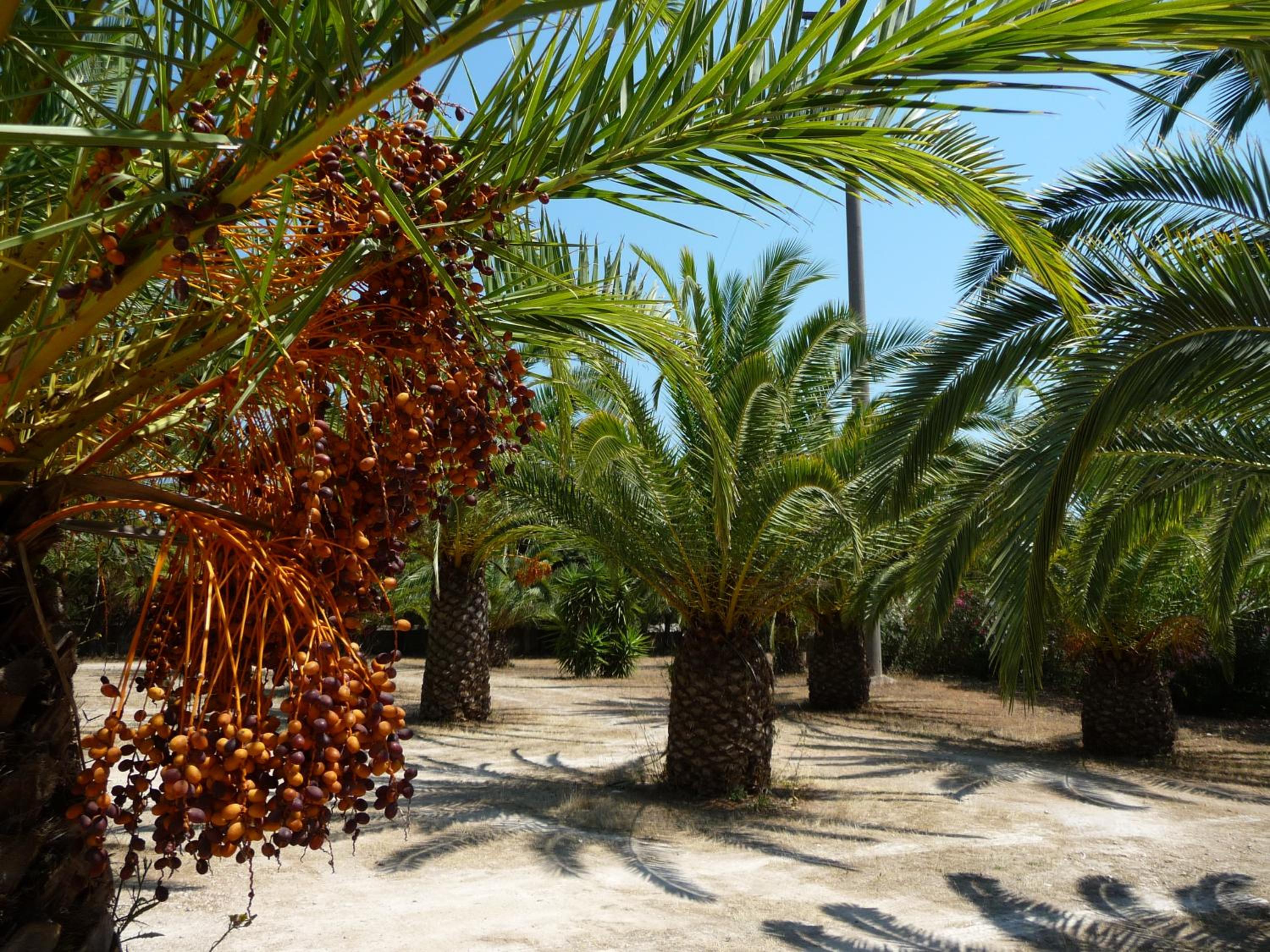 Masseria Serine