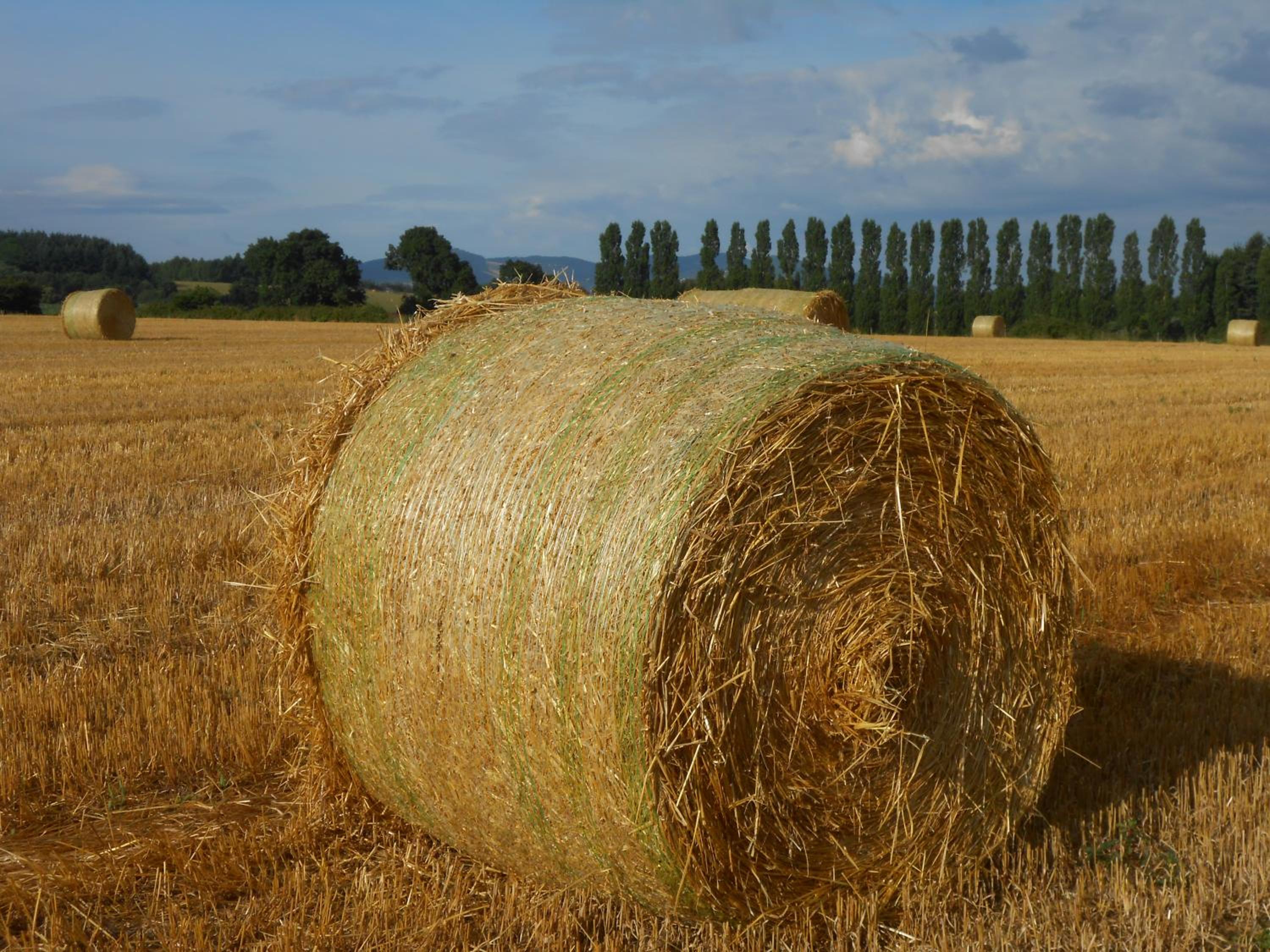 Photo 28
