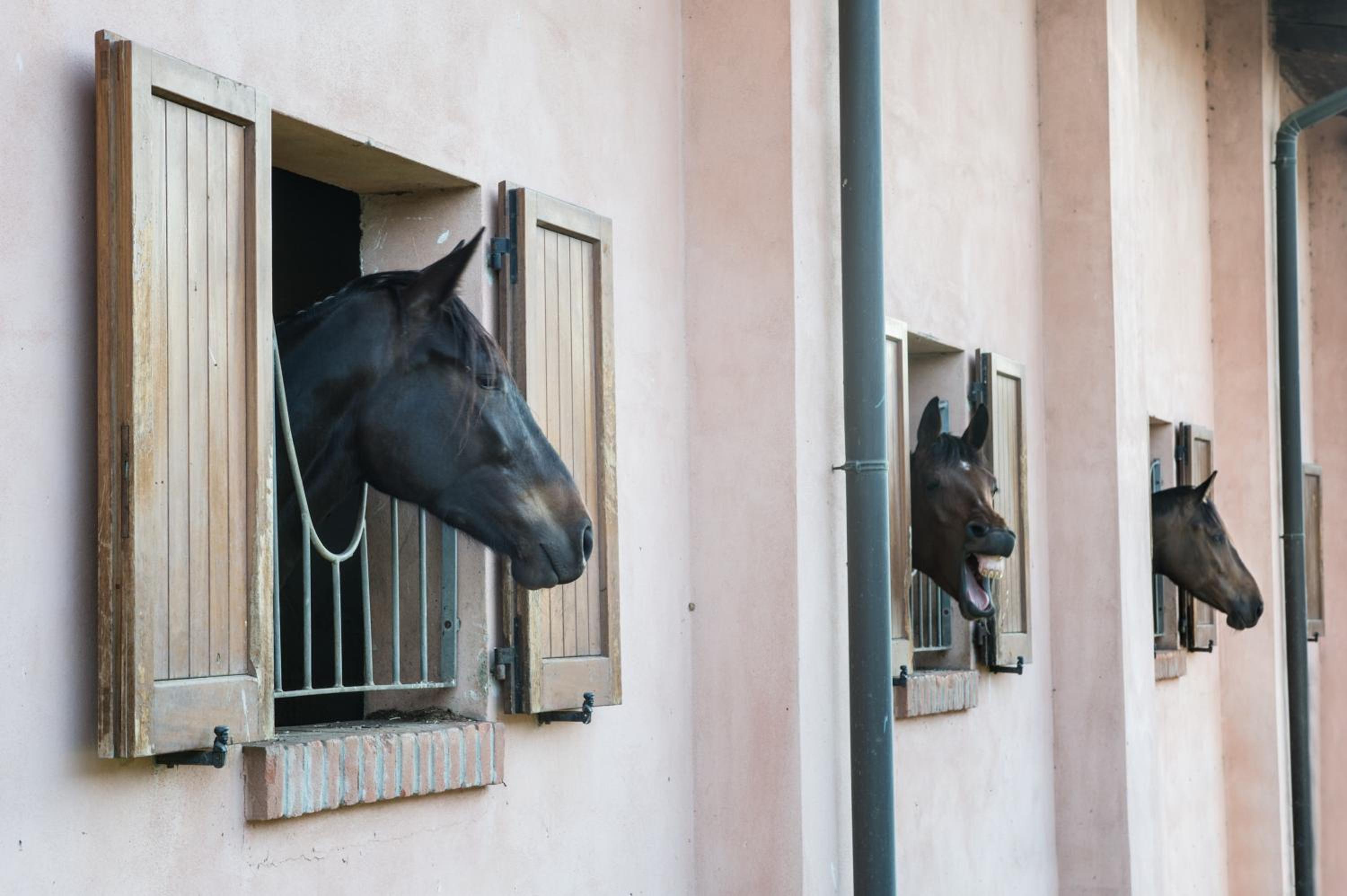 San Giacomo Horses & Agriturismo