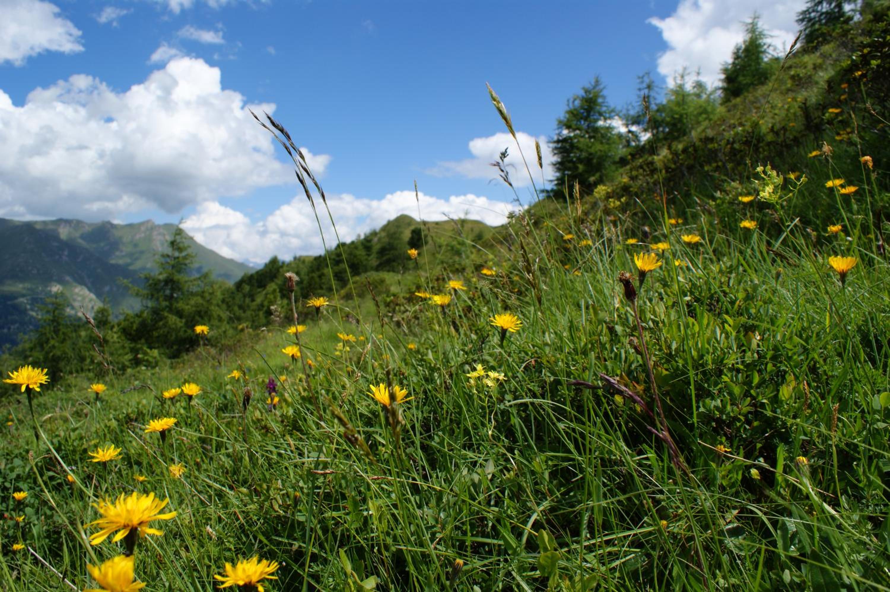 Garni Soldanella
