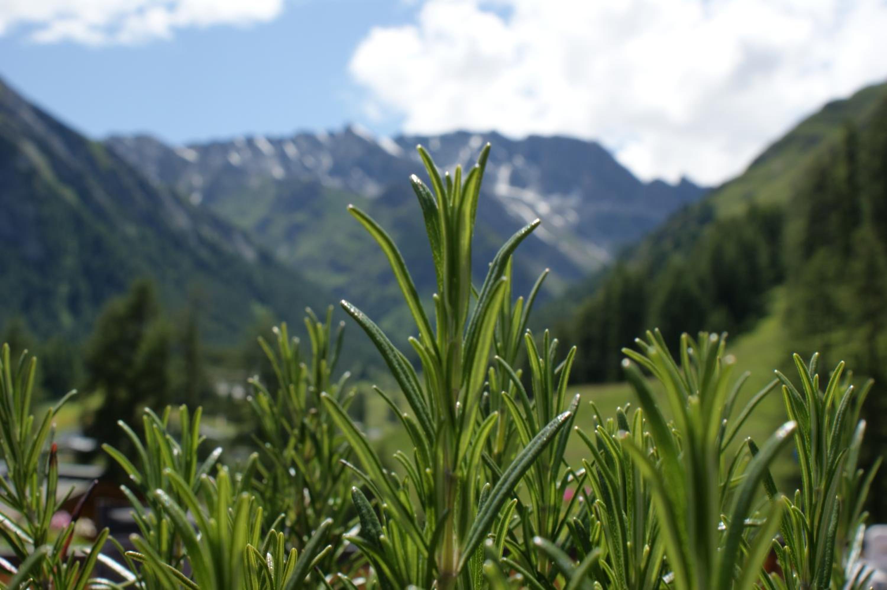 Garni Soldanella
