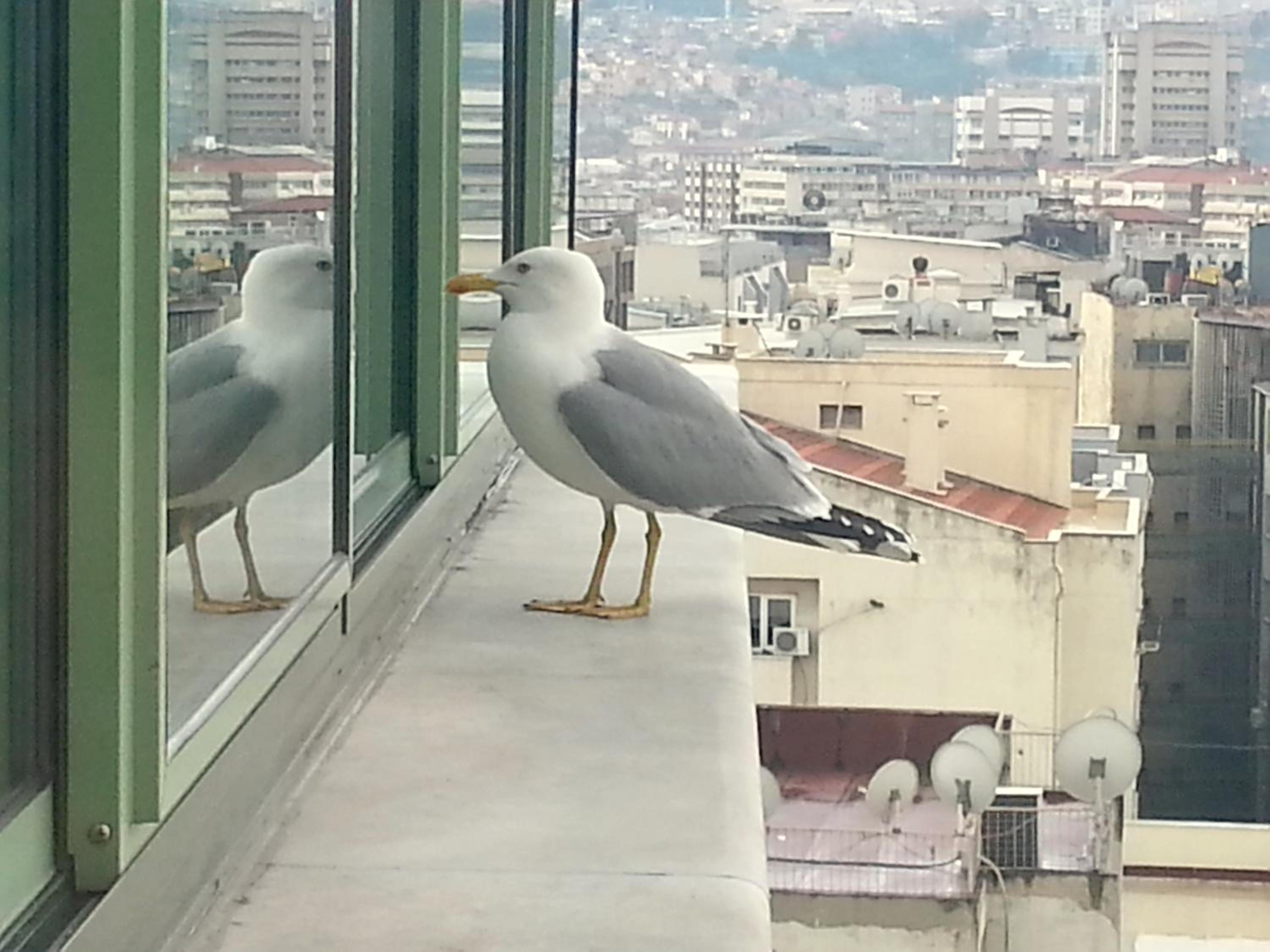 Hotel Marla becomes Marla Otel. - Image 21