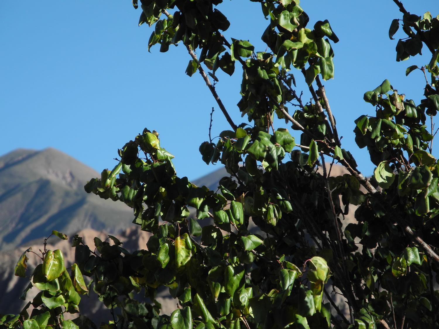 Rincón De Fuego