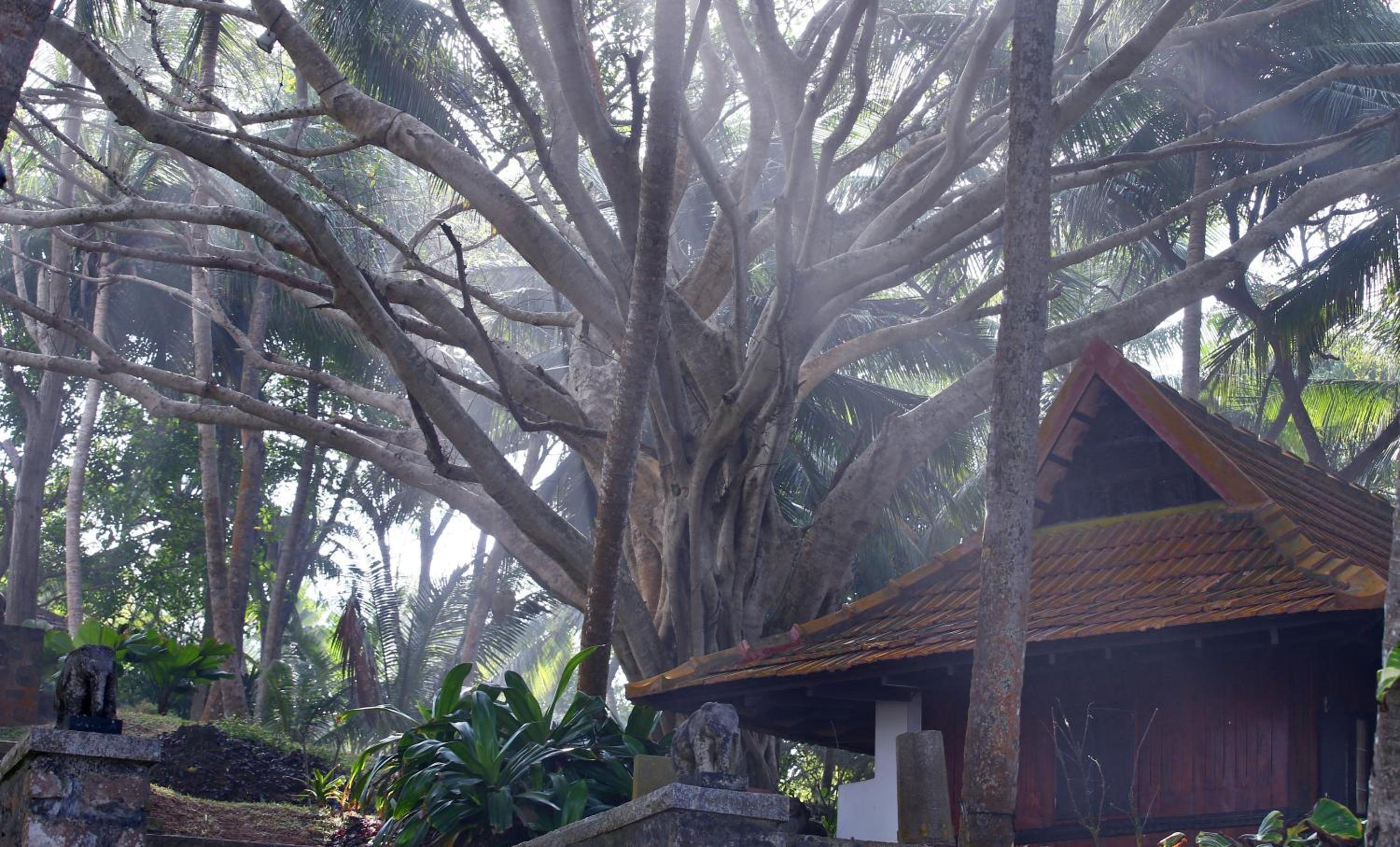 Niraamaya Wellness Retreats, Surya Samudra, Kovalam