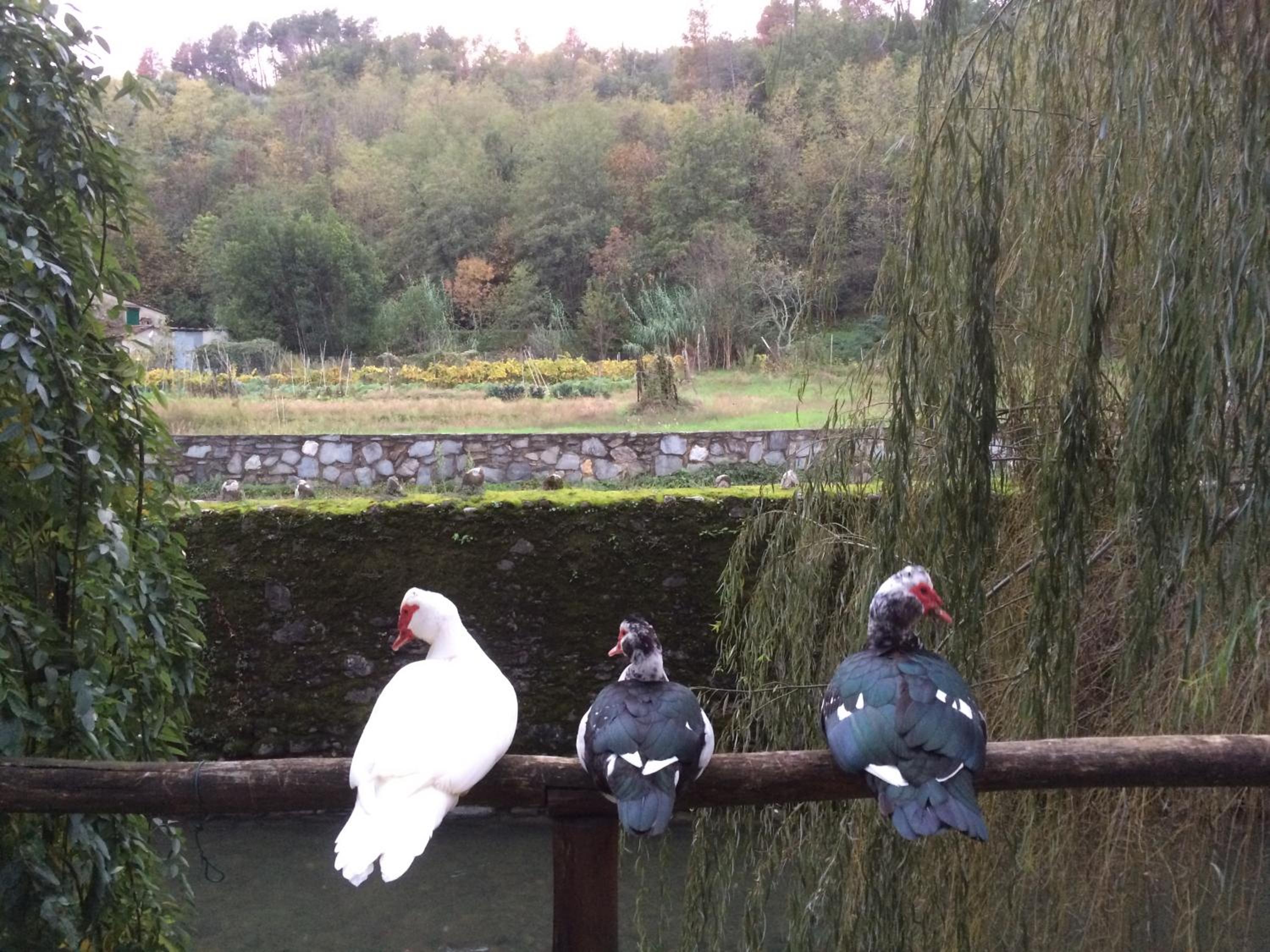 Agriturismo Terrarossa