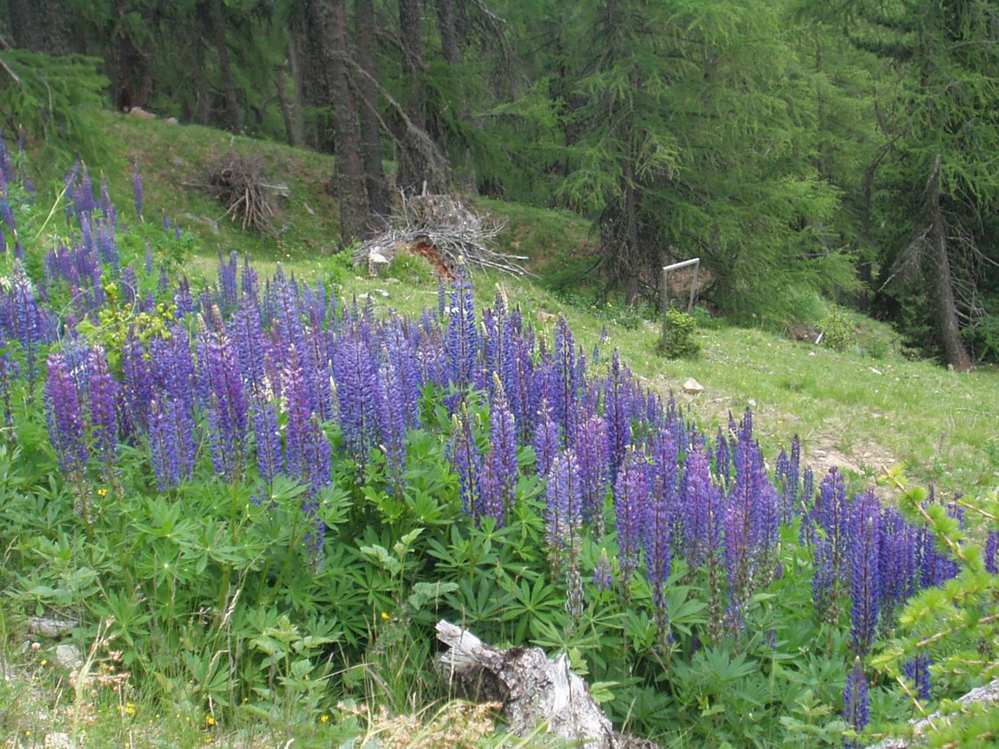 Photo 40