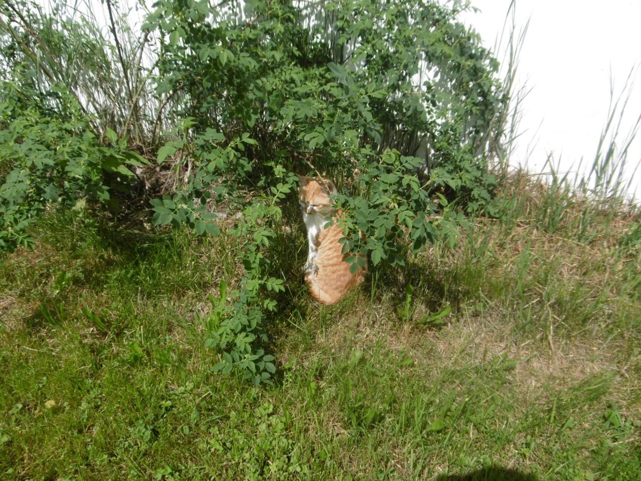 Photo 20