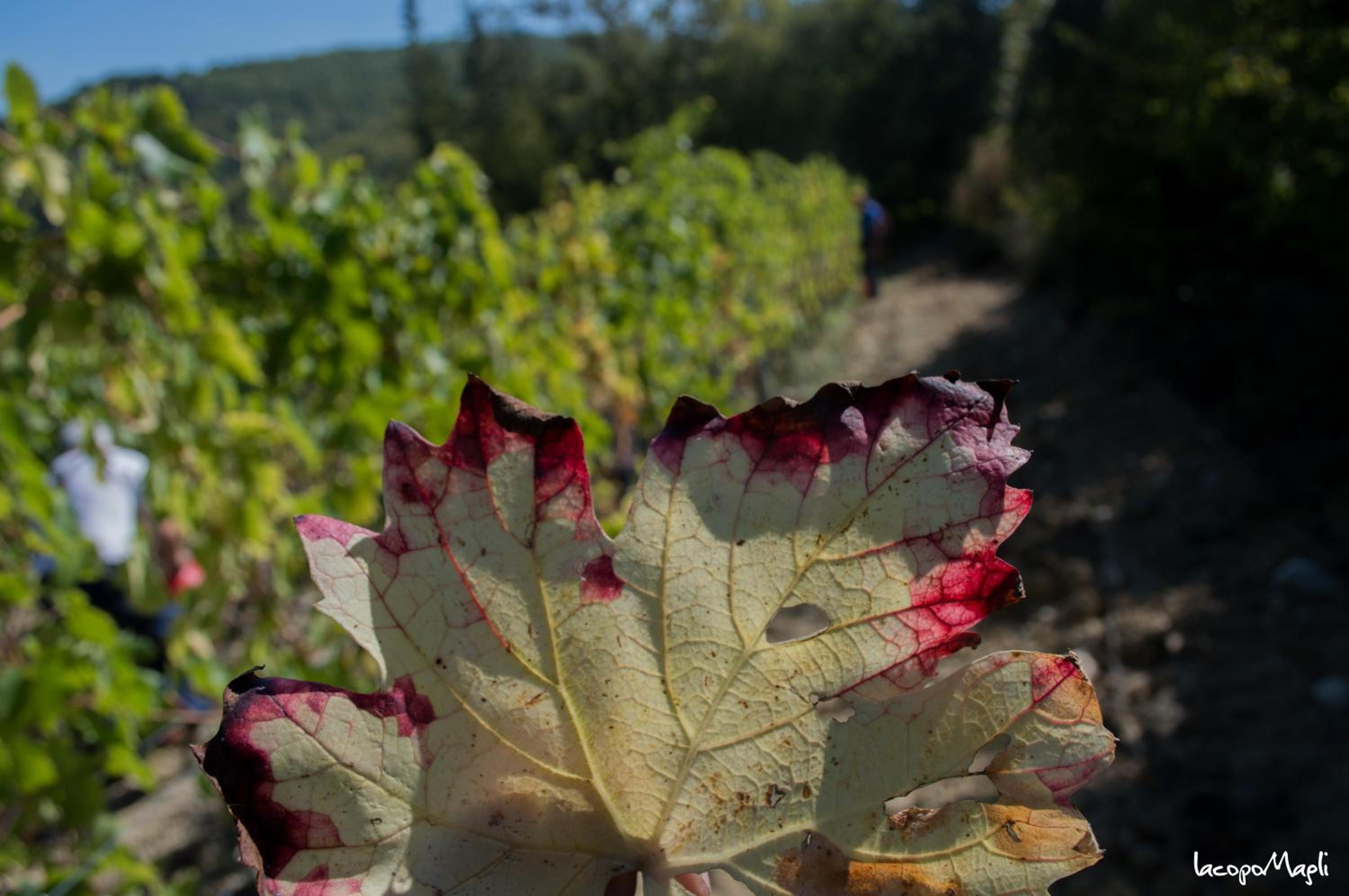Agriturismo Montecorboli