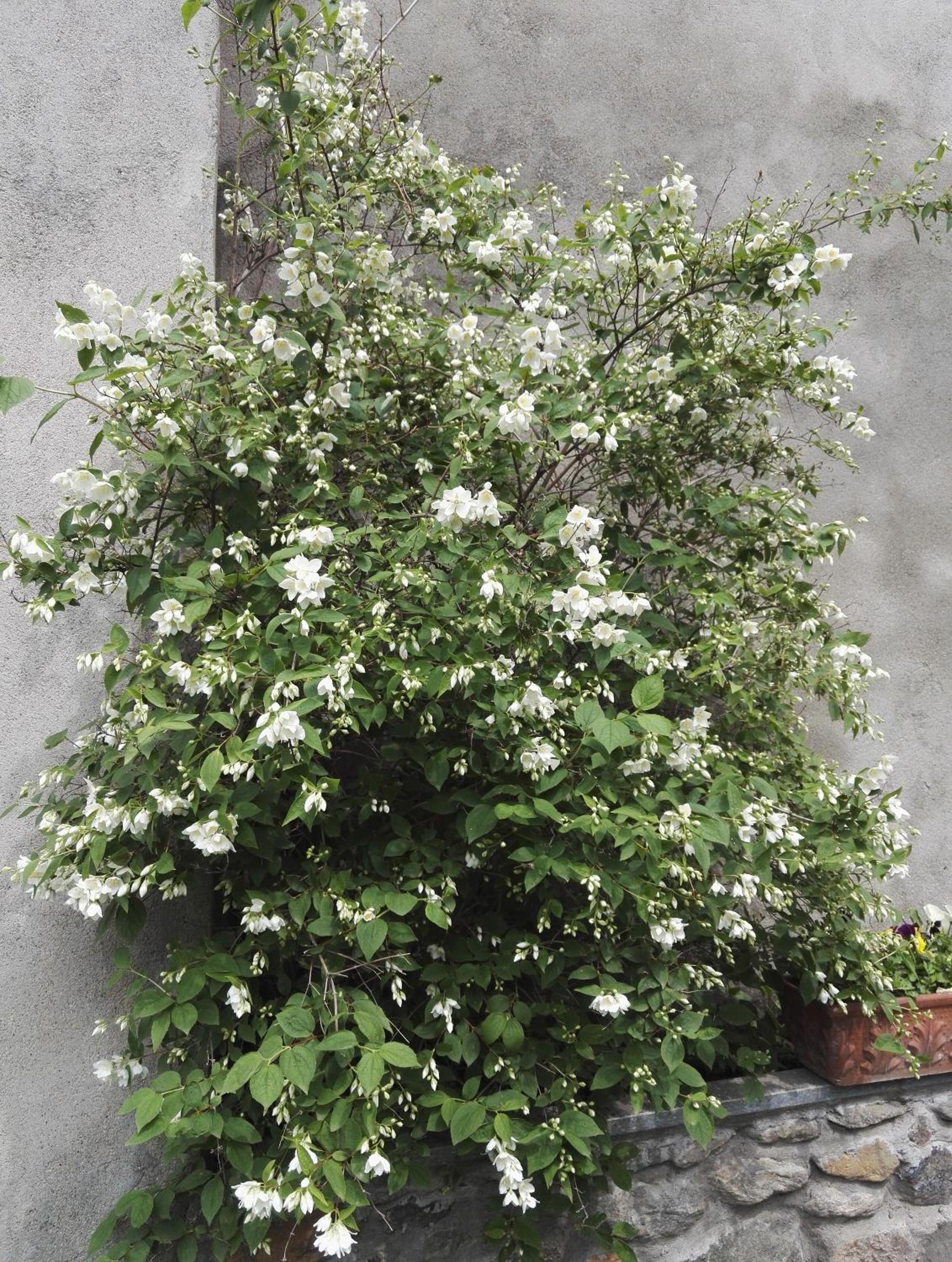 Photo 42