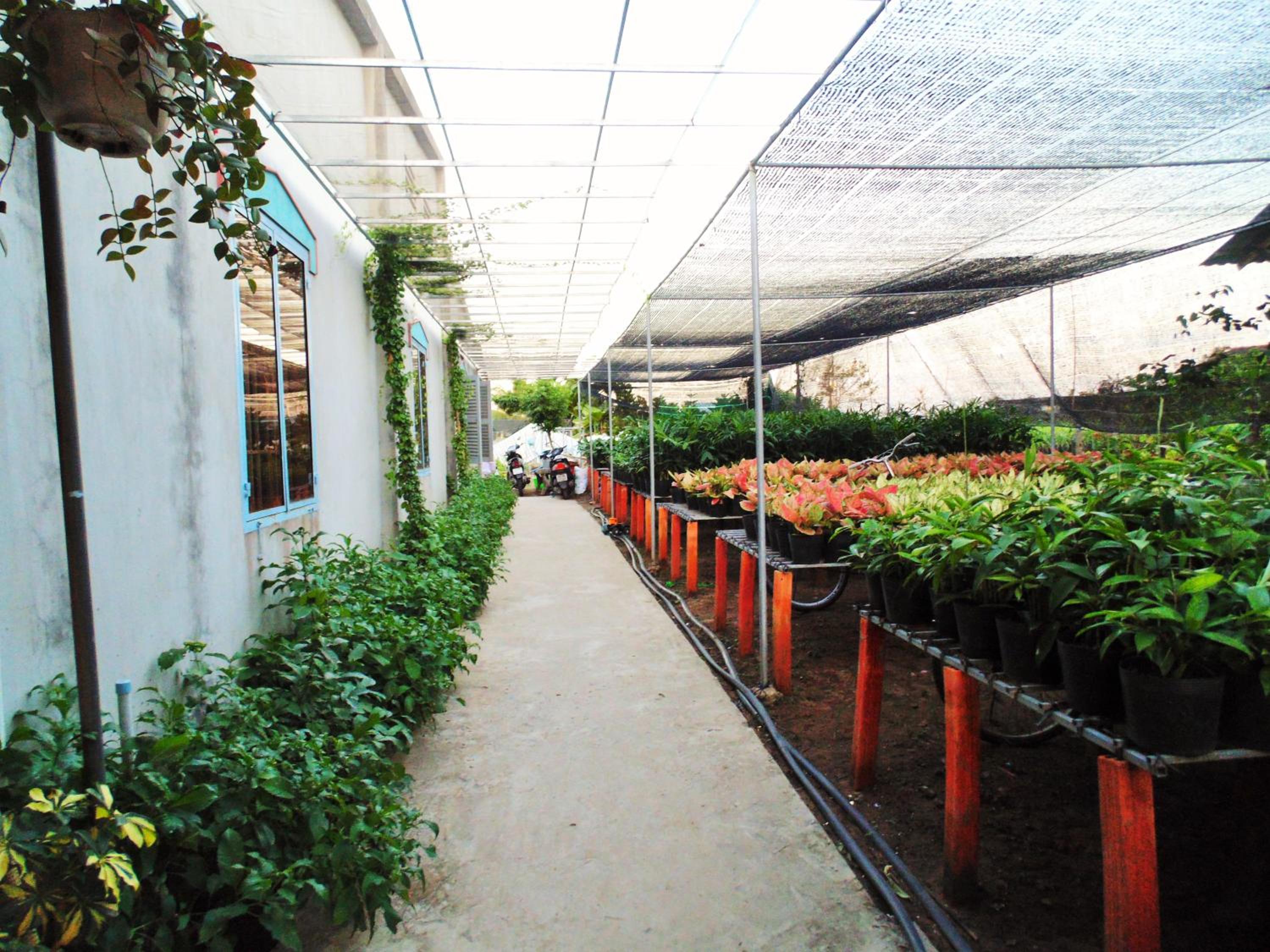 Flower & Frog Homestay