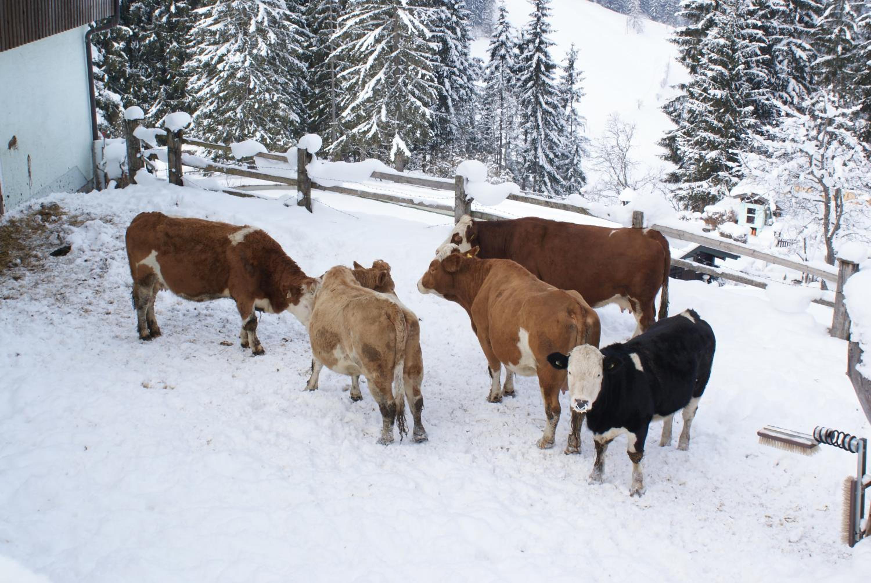 Pension Chalet Bergseegut