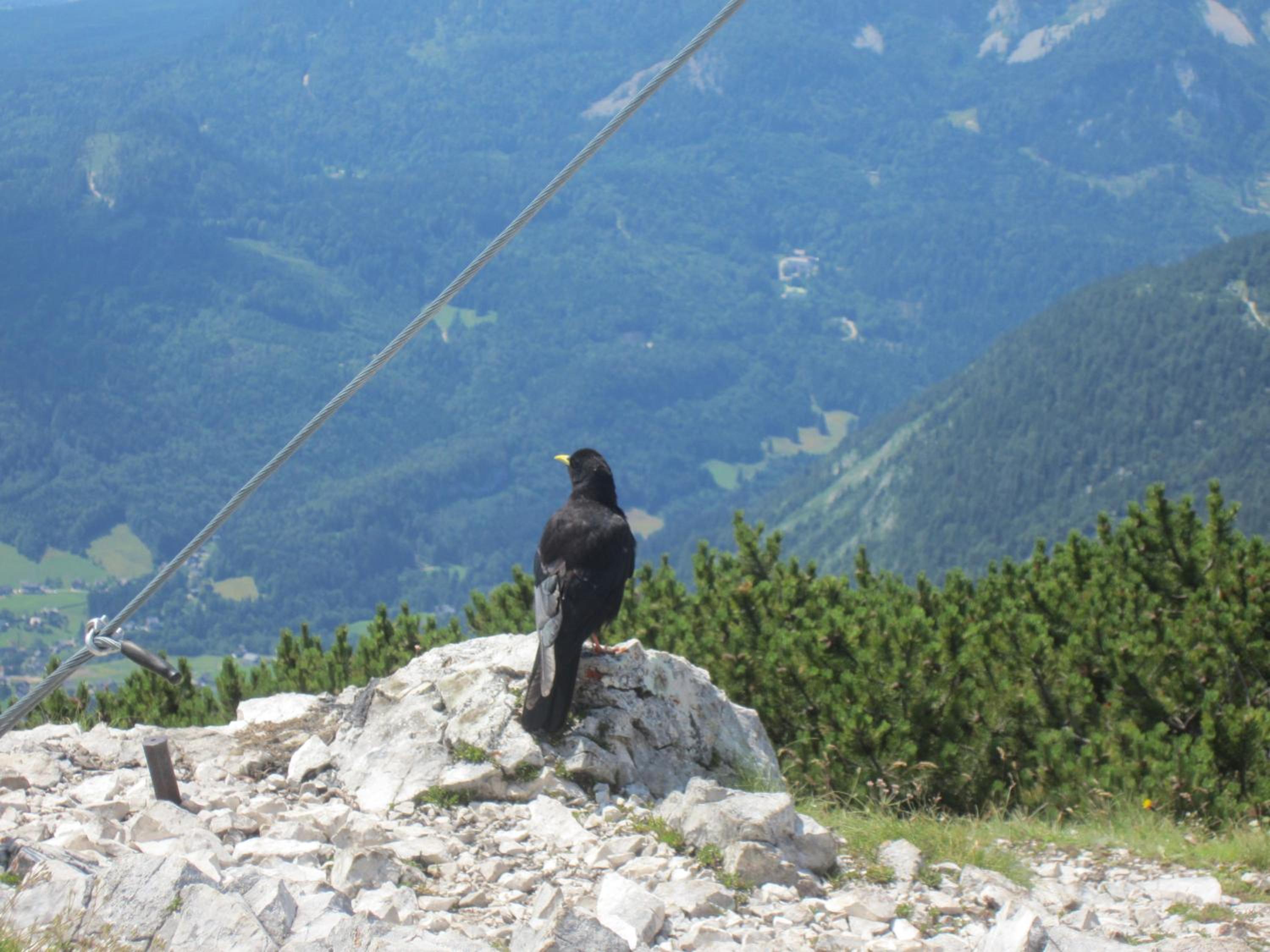 Haus Galler - Urlaub am Bauernhof