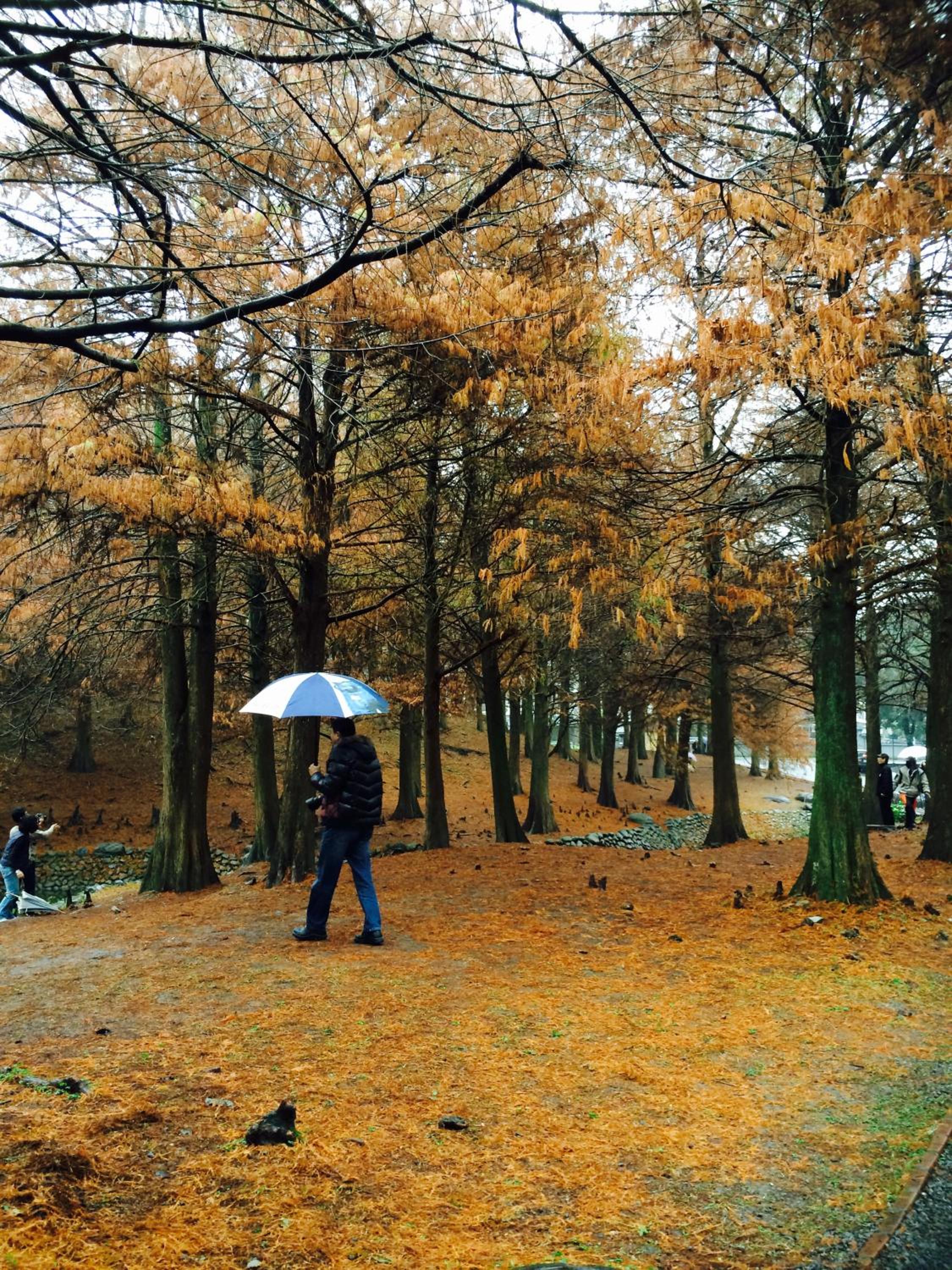Park 61