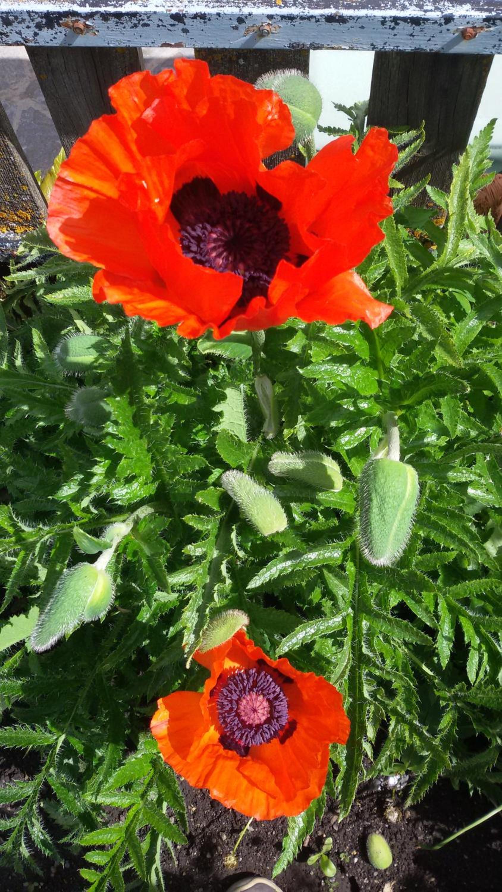 Photo 48
