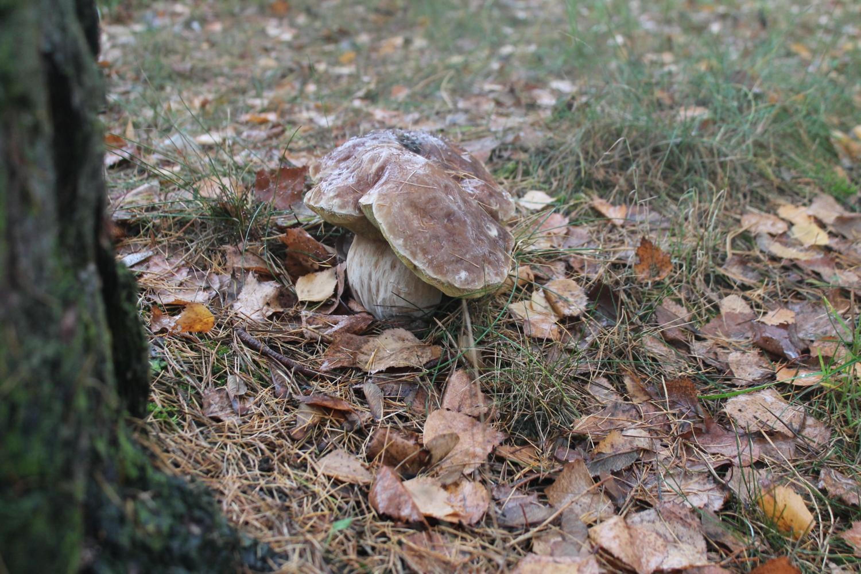 Photo 35