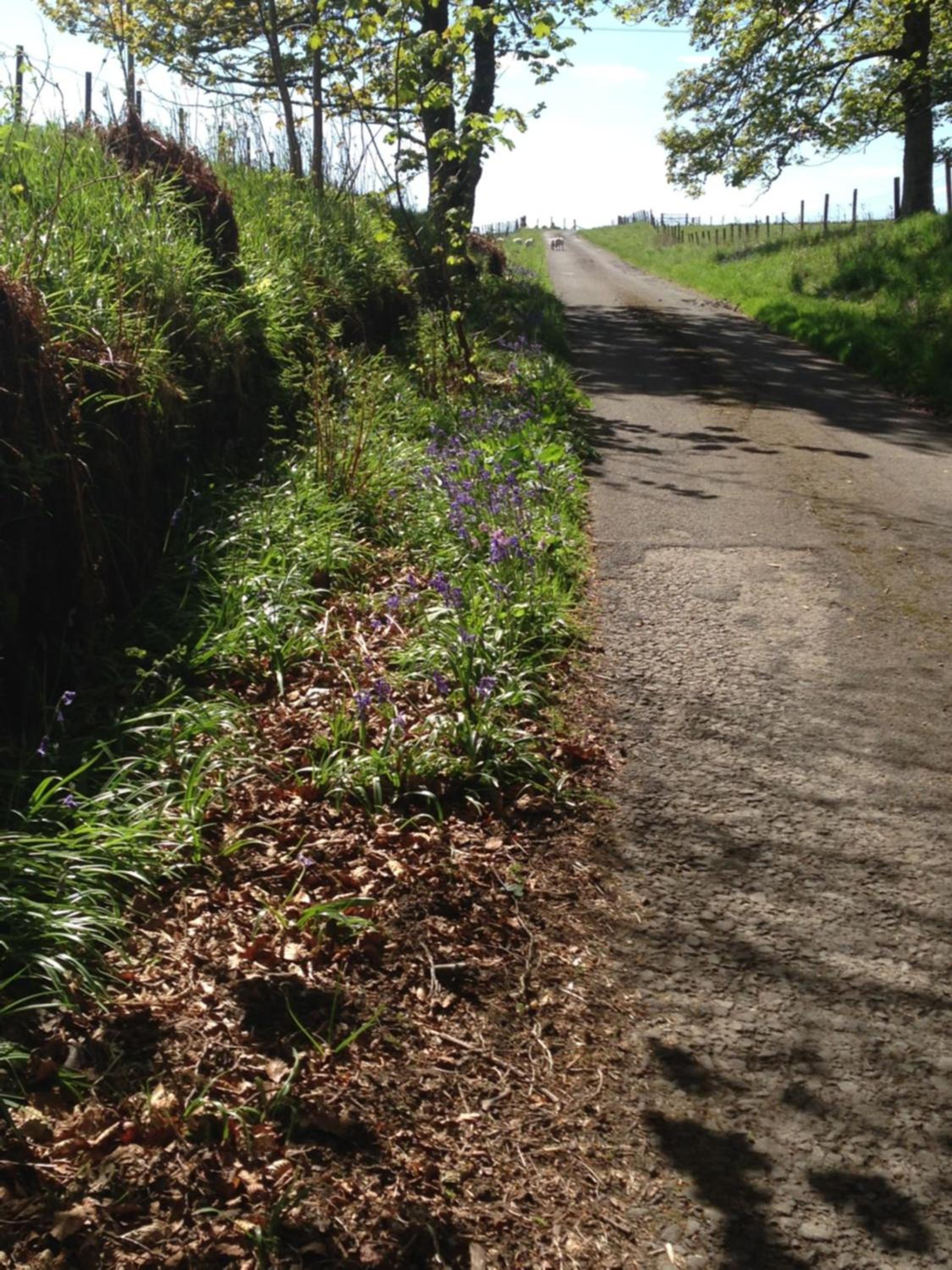 Woodside Cottage Self Catering view 3