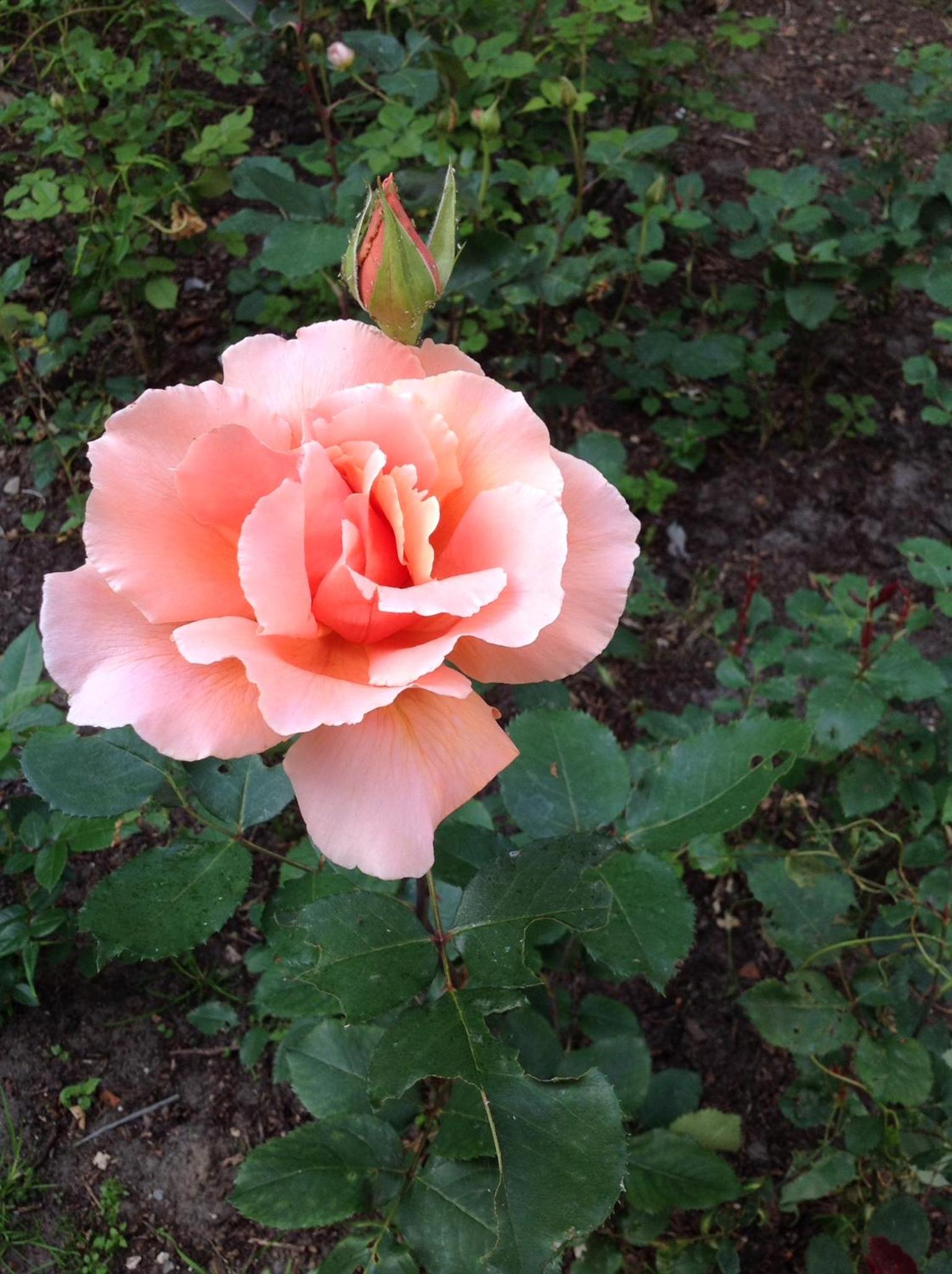 Photo 6