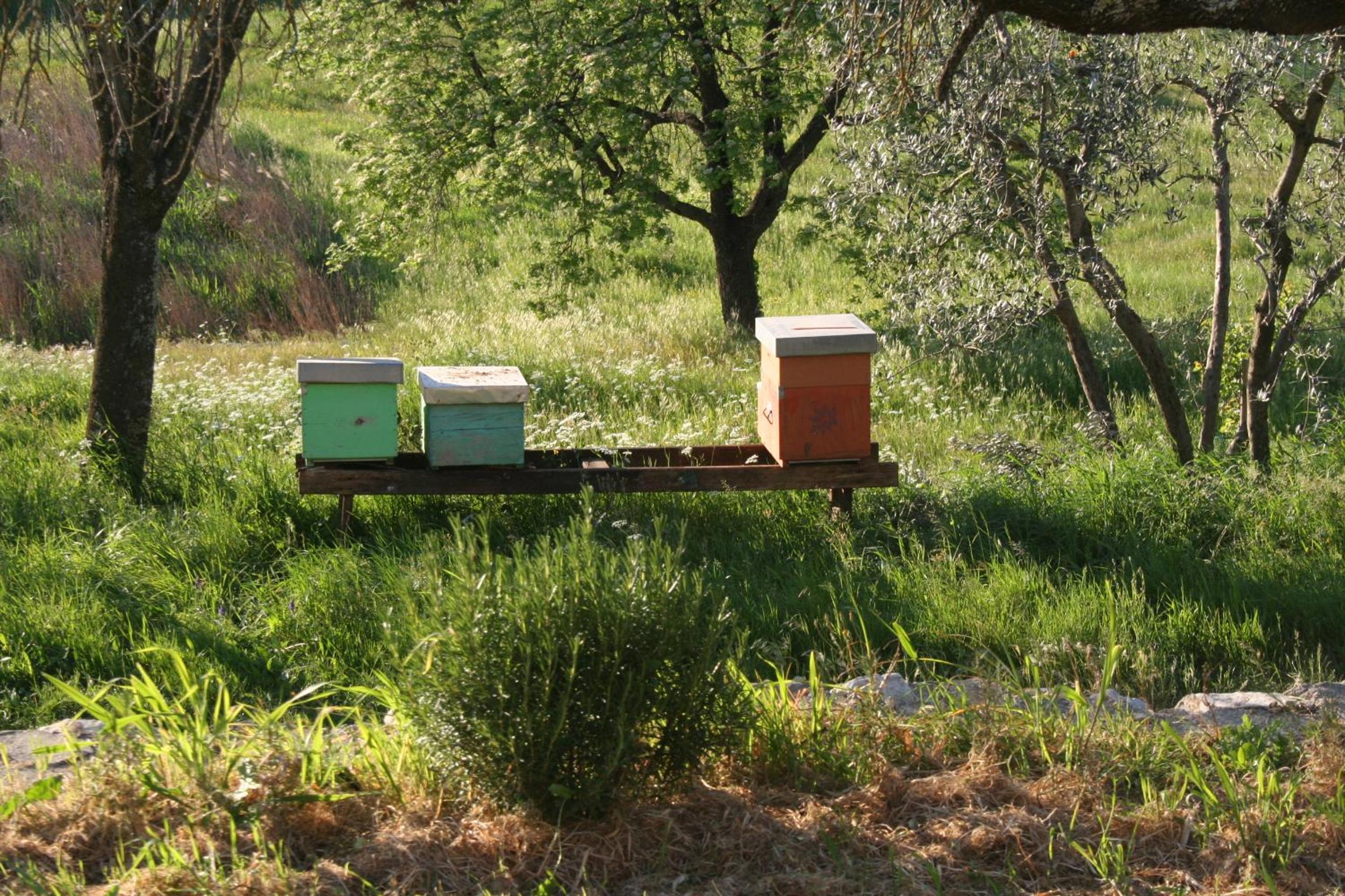 Bioagriturismo Podere Montisi