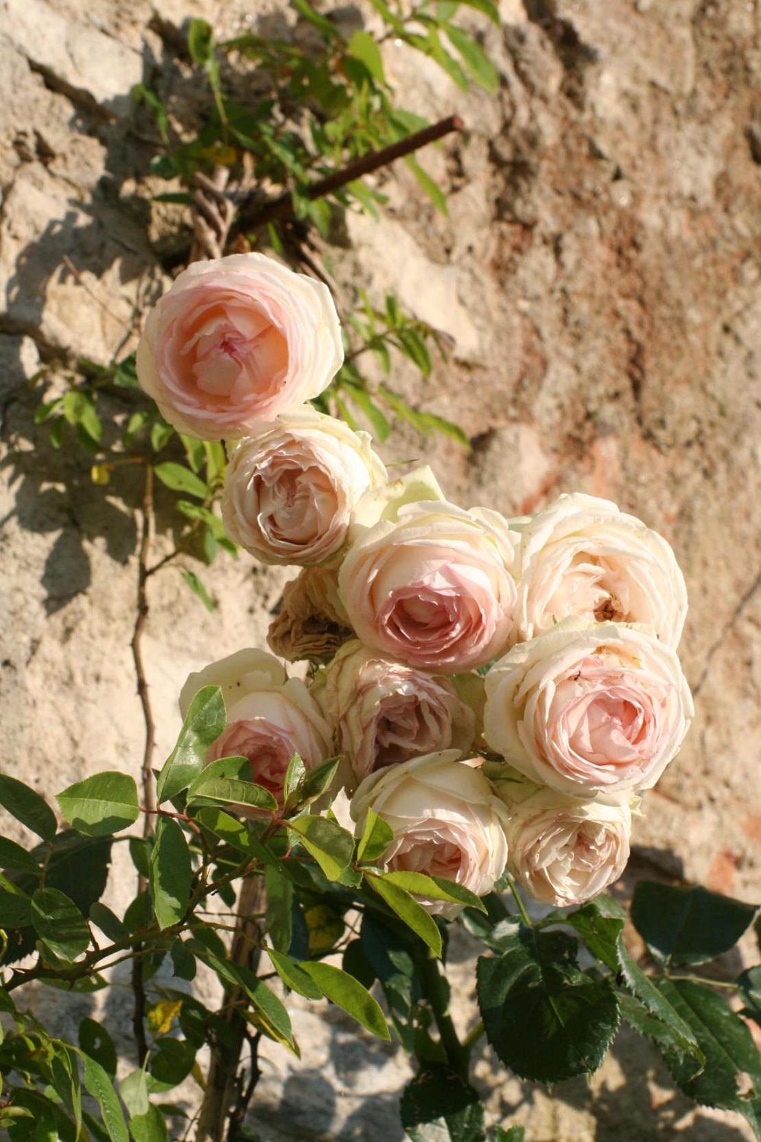 Bioagriturismo Podere Montisi photo 4