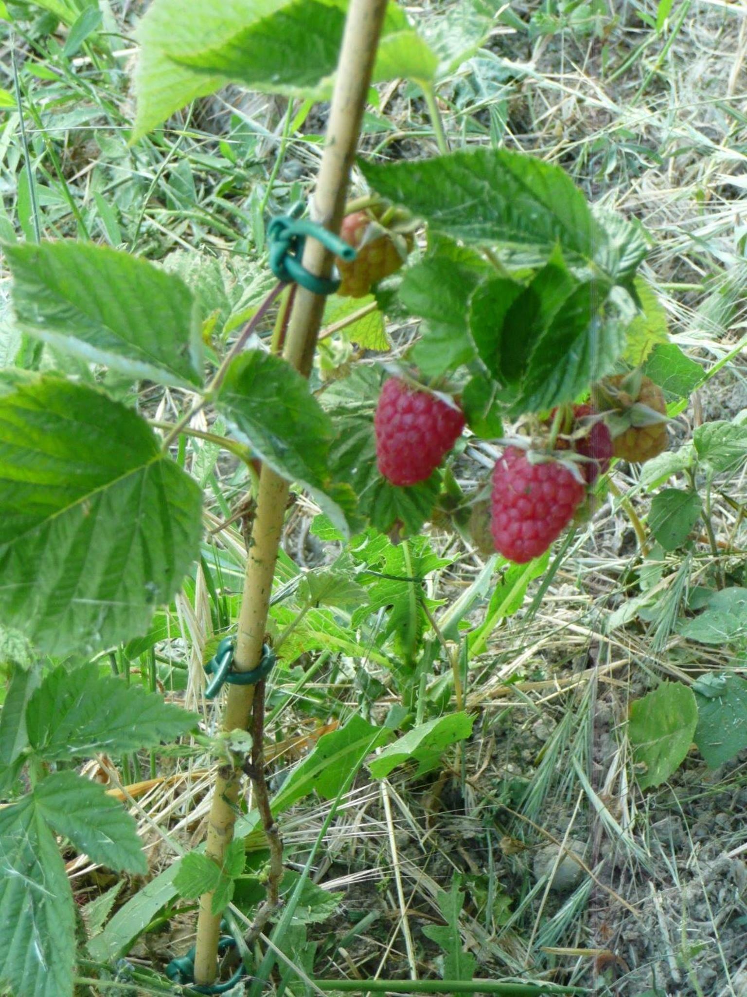 Agriturismo Mirasole
