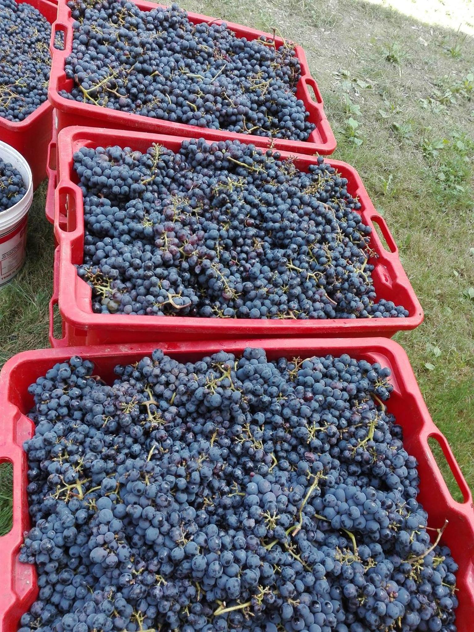 Agriturismo Mirasole