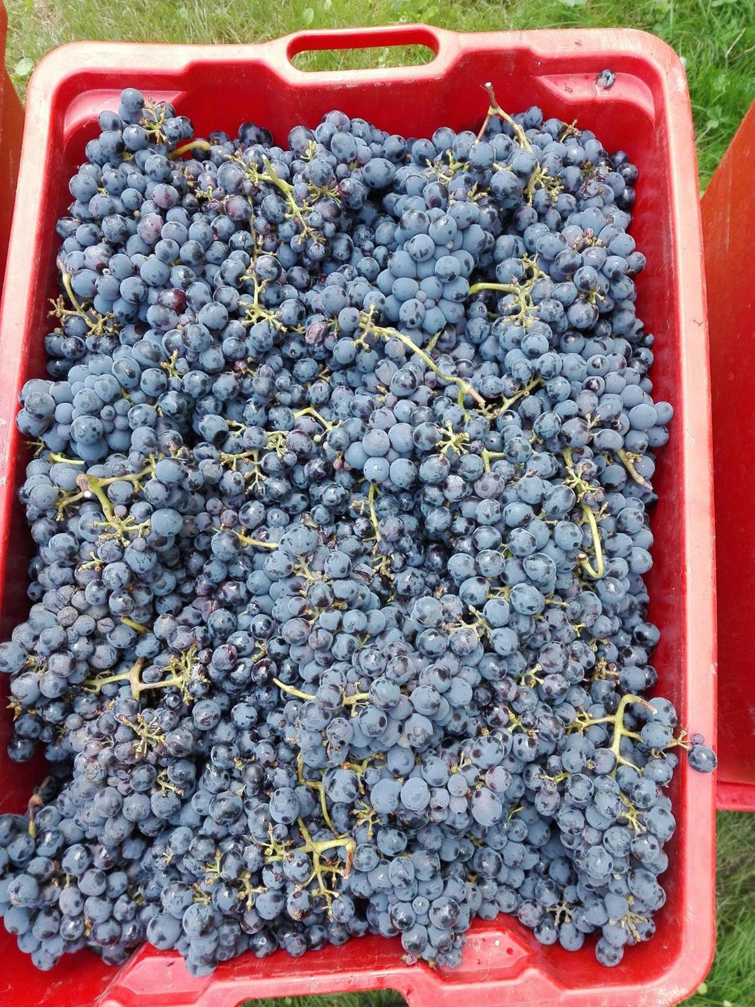 Agriturismo Mirasole