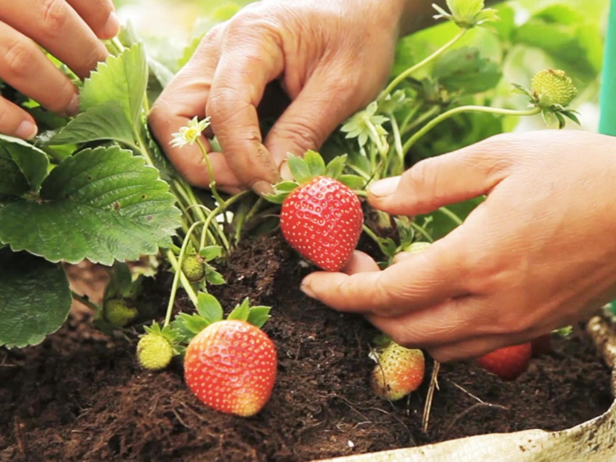 Bagus Agro Pelaga