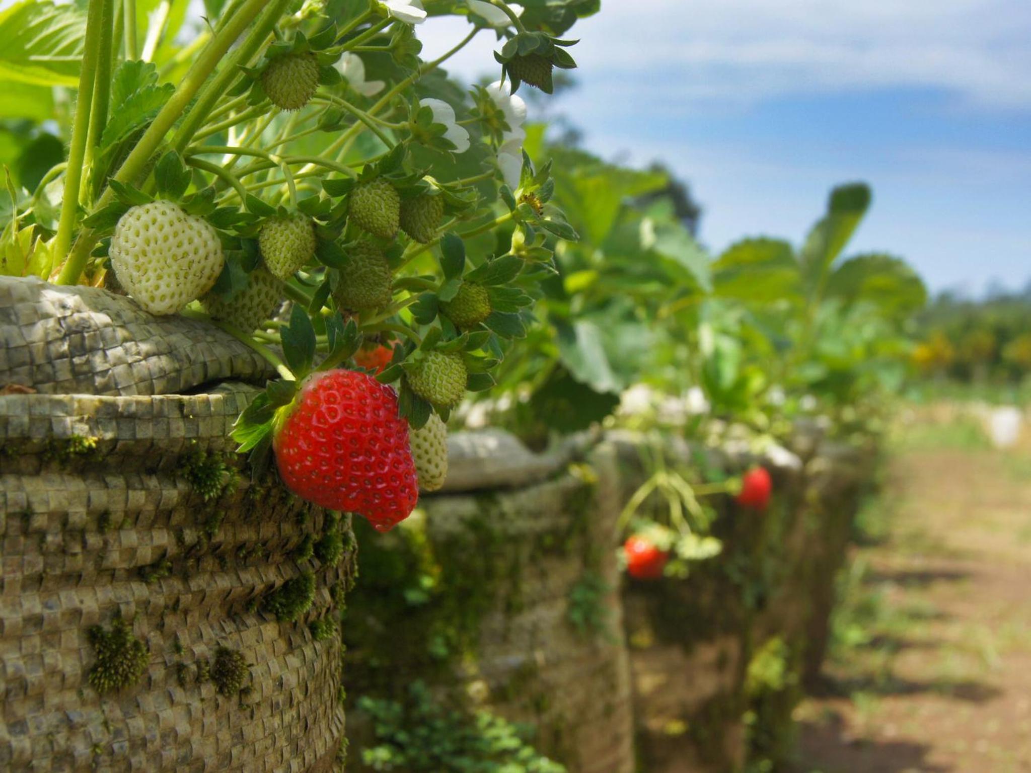 Bagus Agro Pelaga
