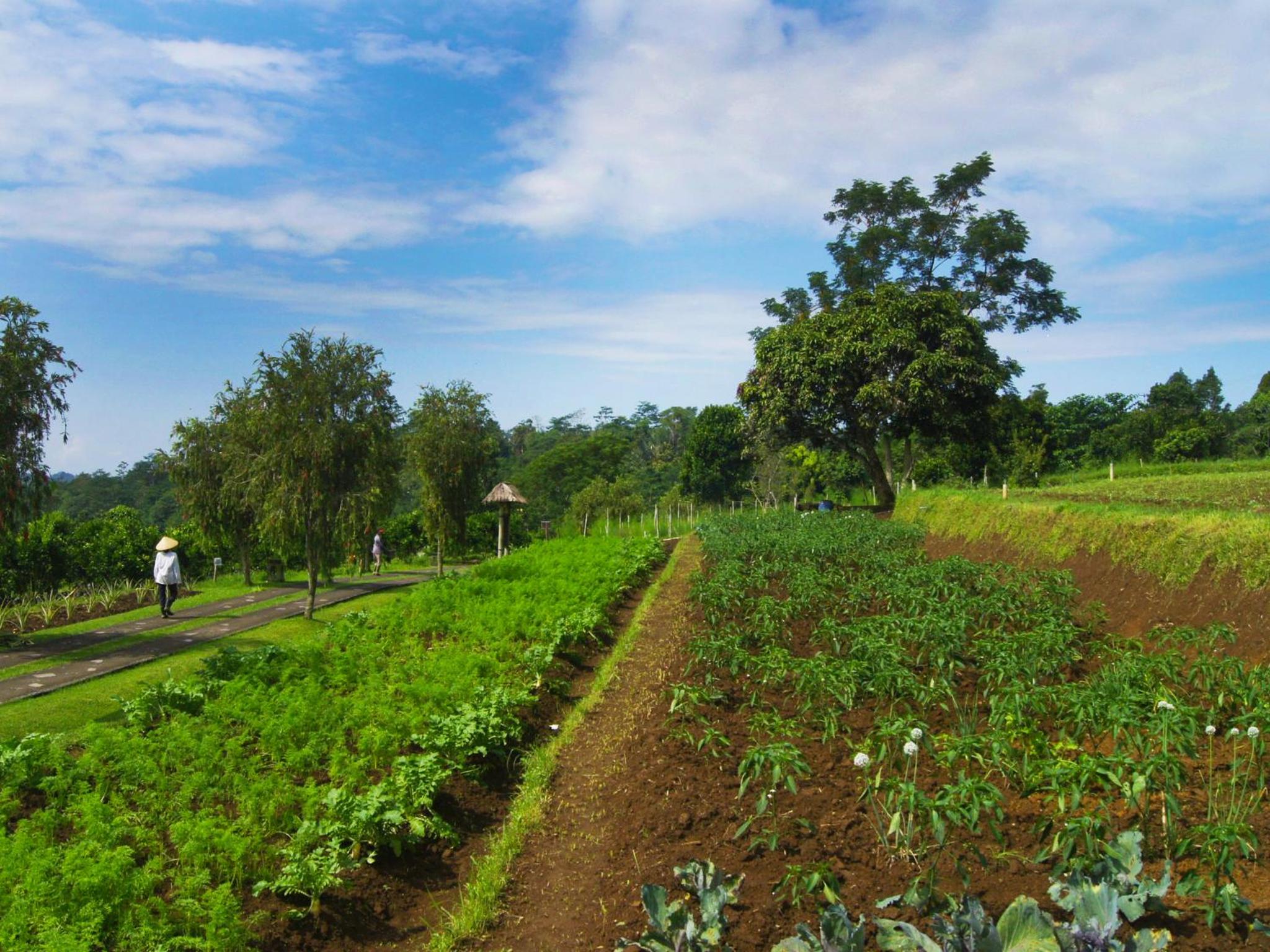 Bagus Agro Pelaga