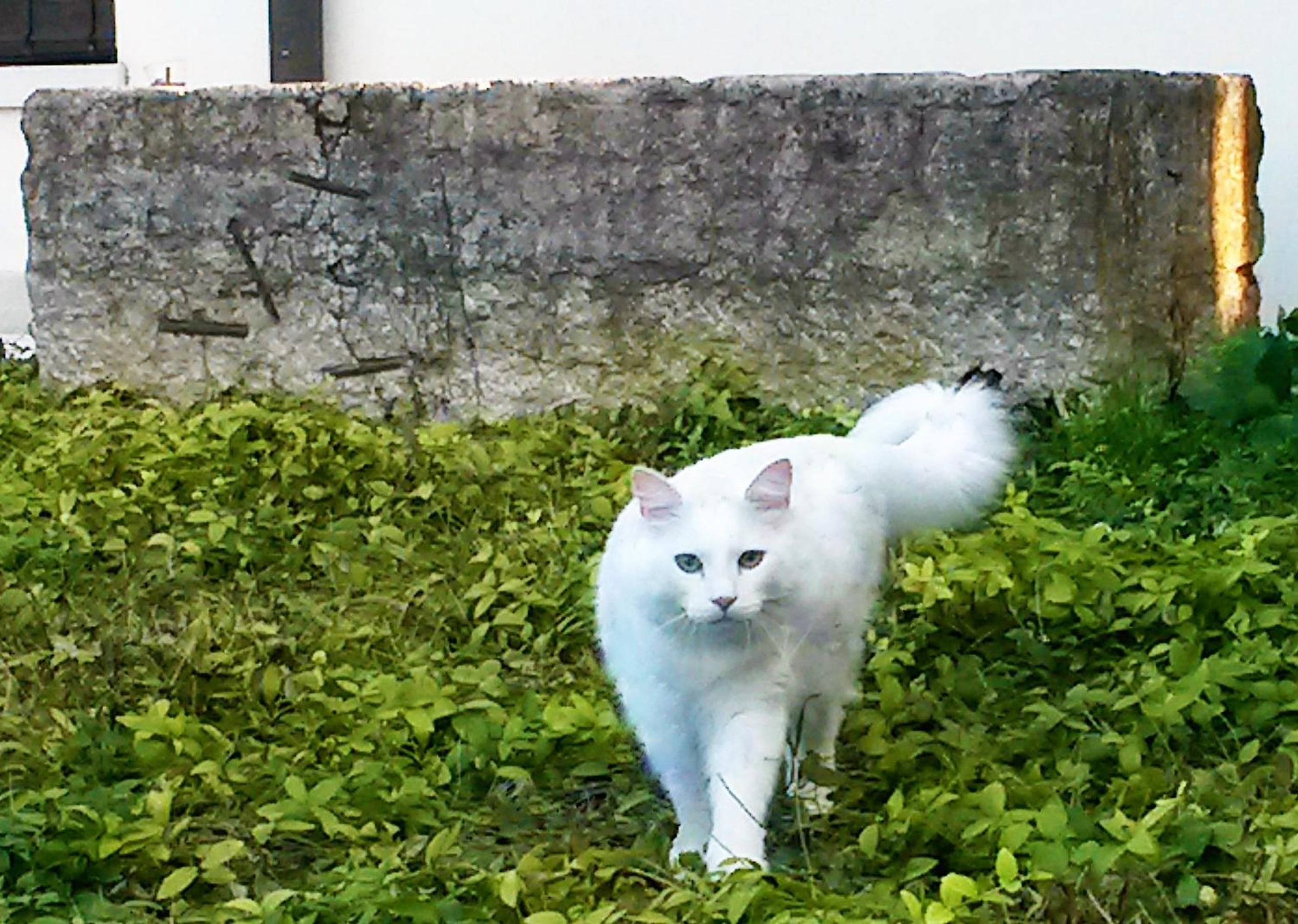 Photo 66